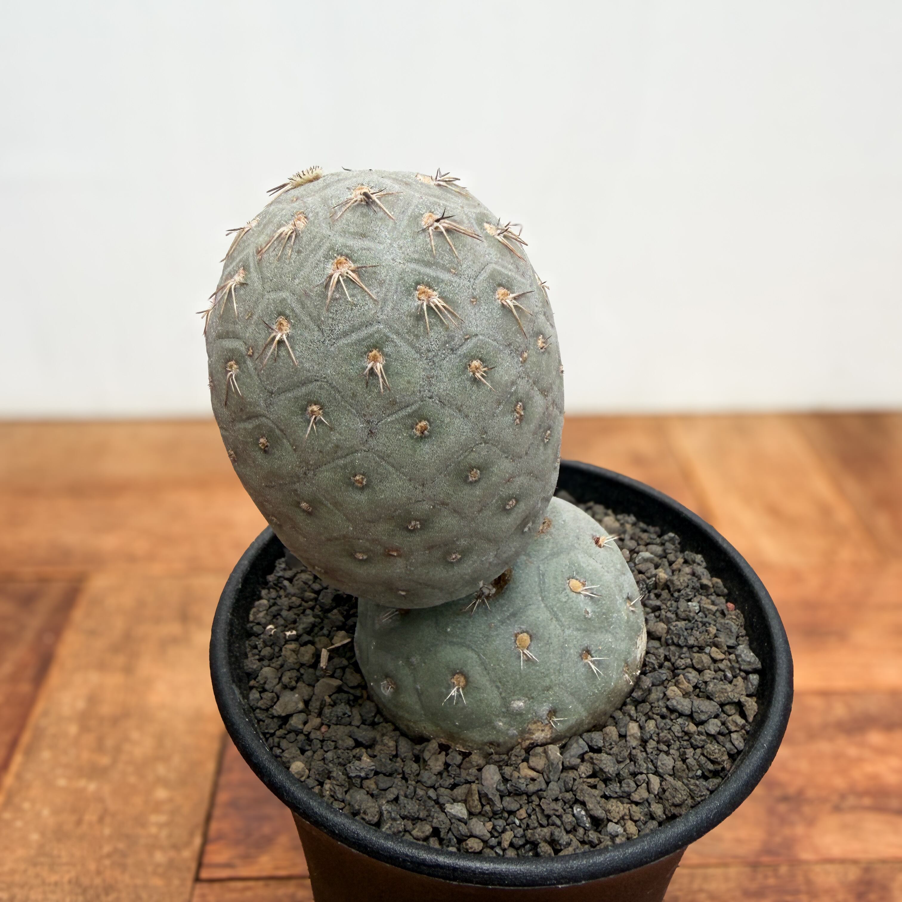 Tephrocactus geometricus【テフロカクタス・ゲオメトリクス