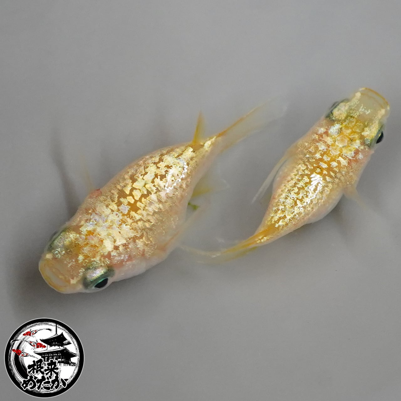 【1ペア】金の雫　