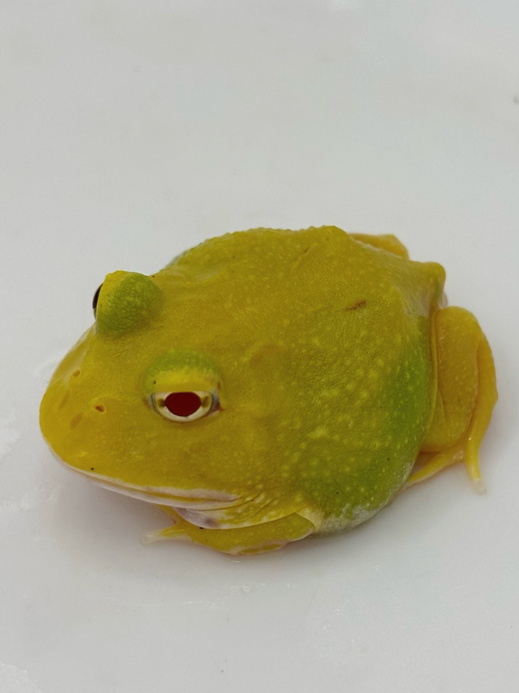 クランウェルツノガエル スーパーピカチュウ③ 1匹 | まるころ商店