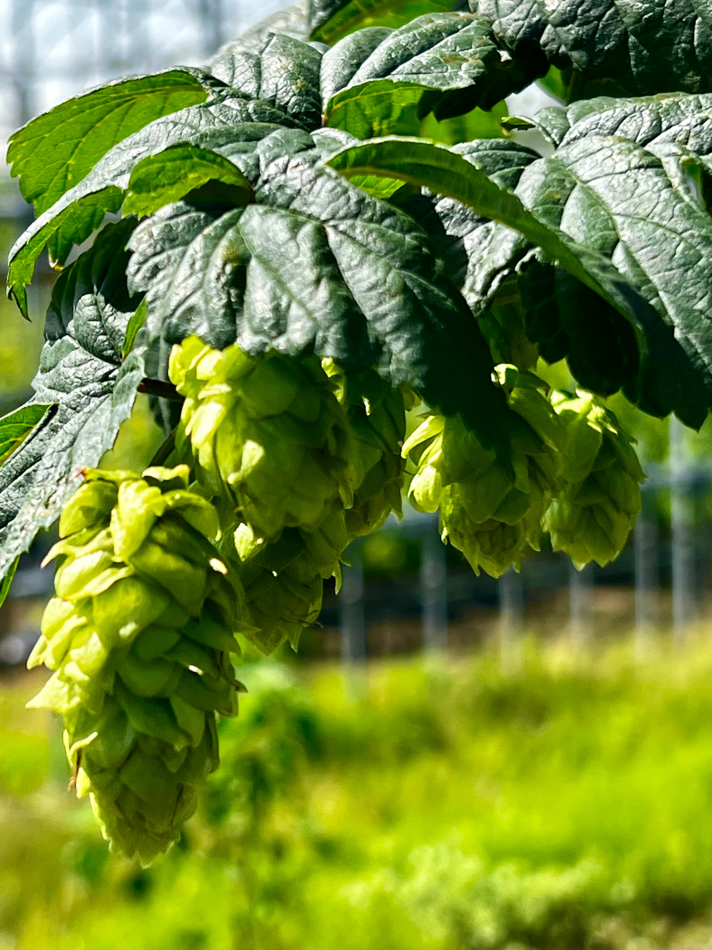 ◇当店限定ギフト◇《山形県白鷹産カスケードホップ使用》 天童