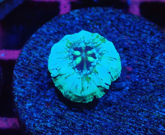 Scolymia Baby "Unique" 4