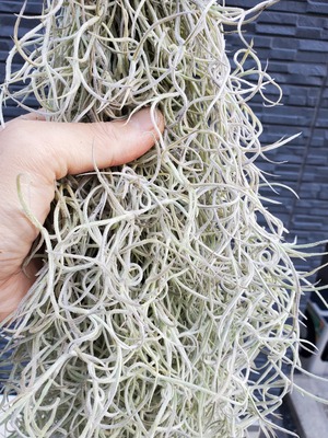 Tillandsia usneoides【artPLANTs】チランジア/ティランジア/スパニッシュモス
