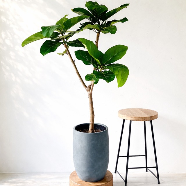 フィカス アフリカンプリンス【Luxury Plants】希少株 陶器鉢仕立て