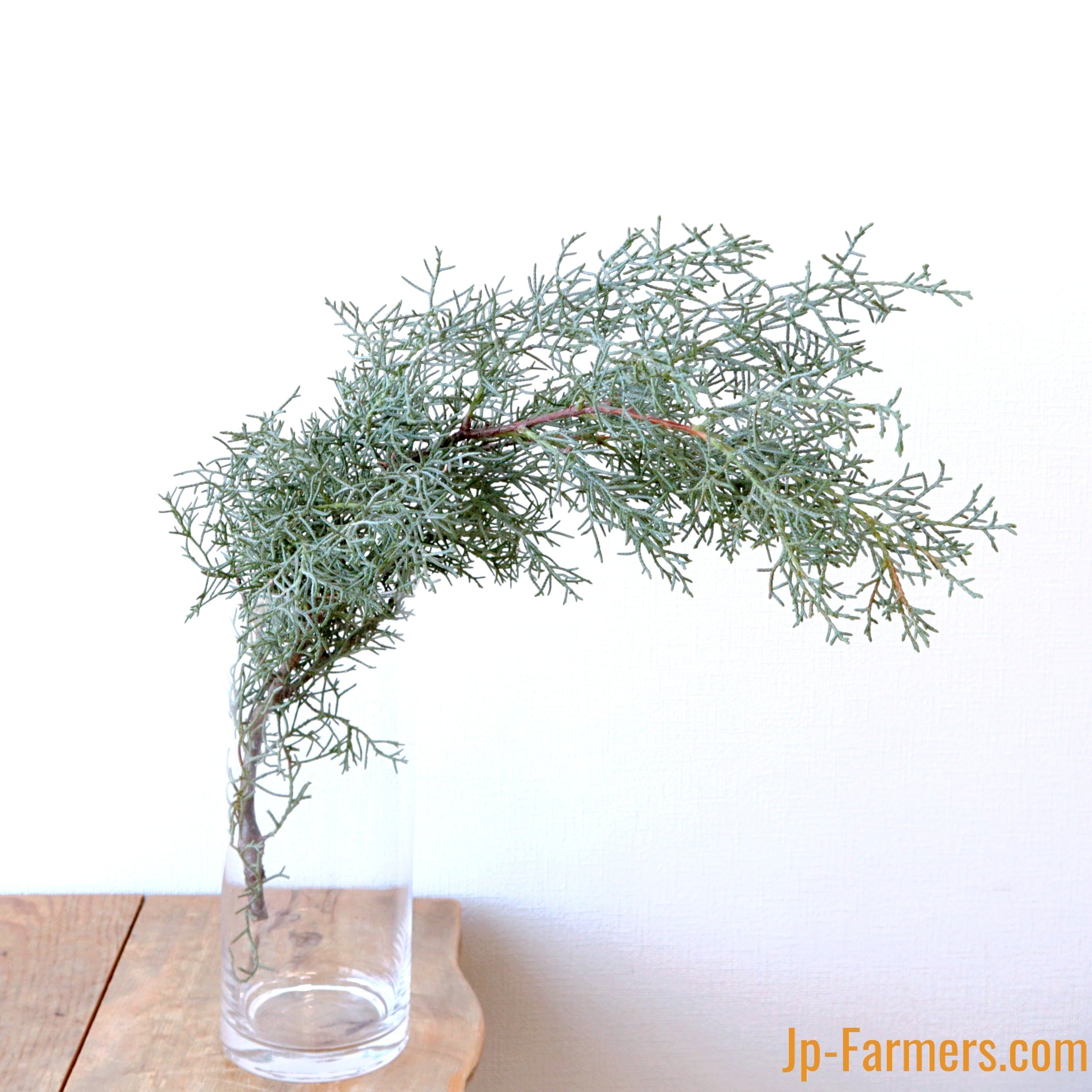 リース作りに重宝！ブルーアイス（コニファー） 10本 | 新鮮お花問屋