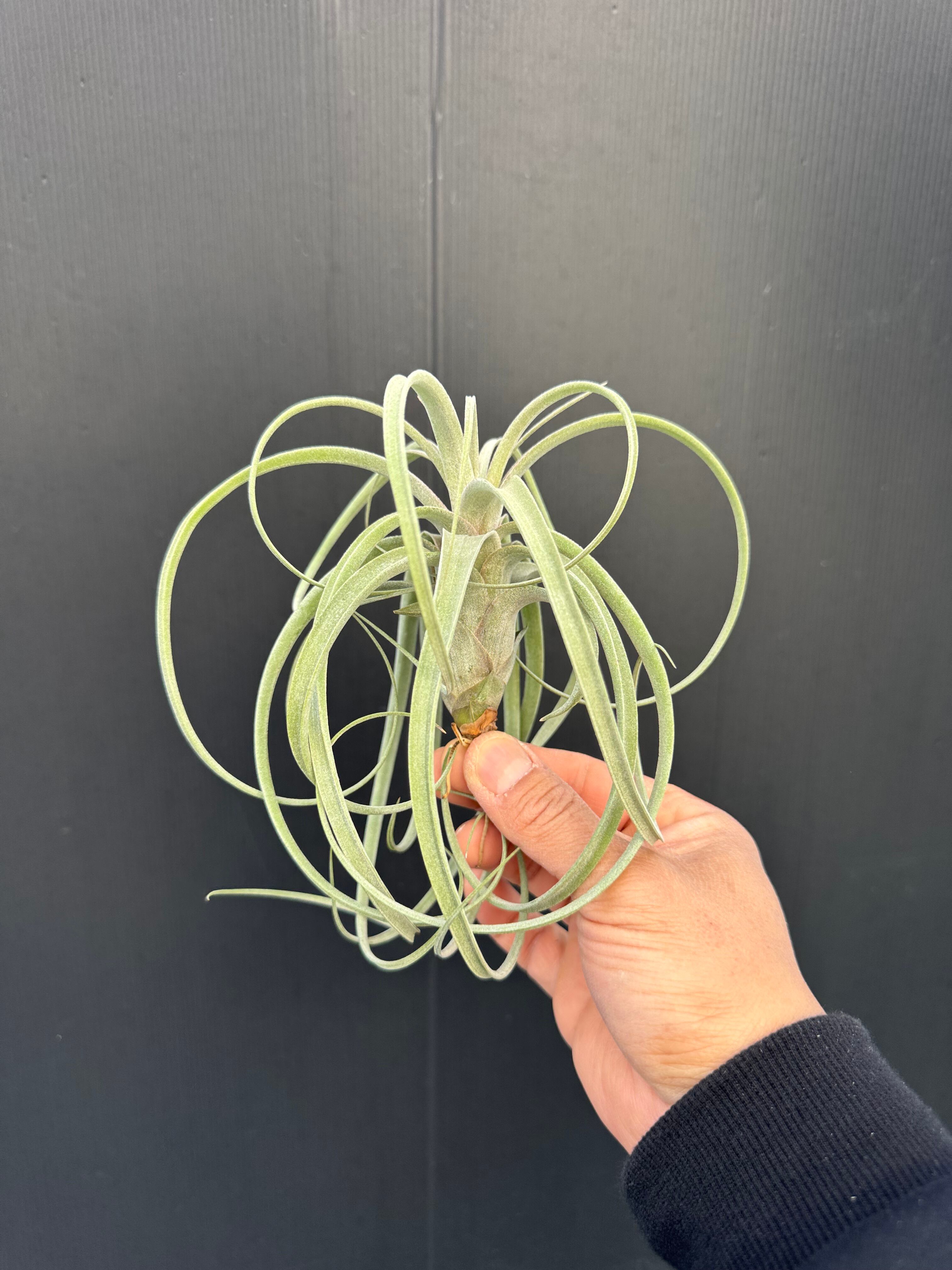 エアプランツ-ティランジア | クルール プランツ couleur plants