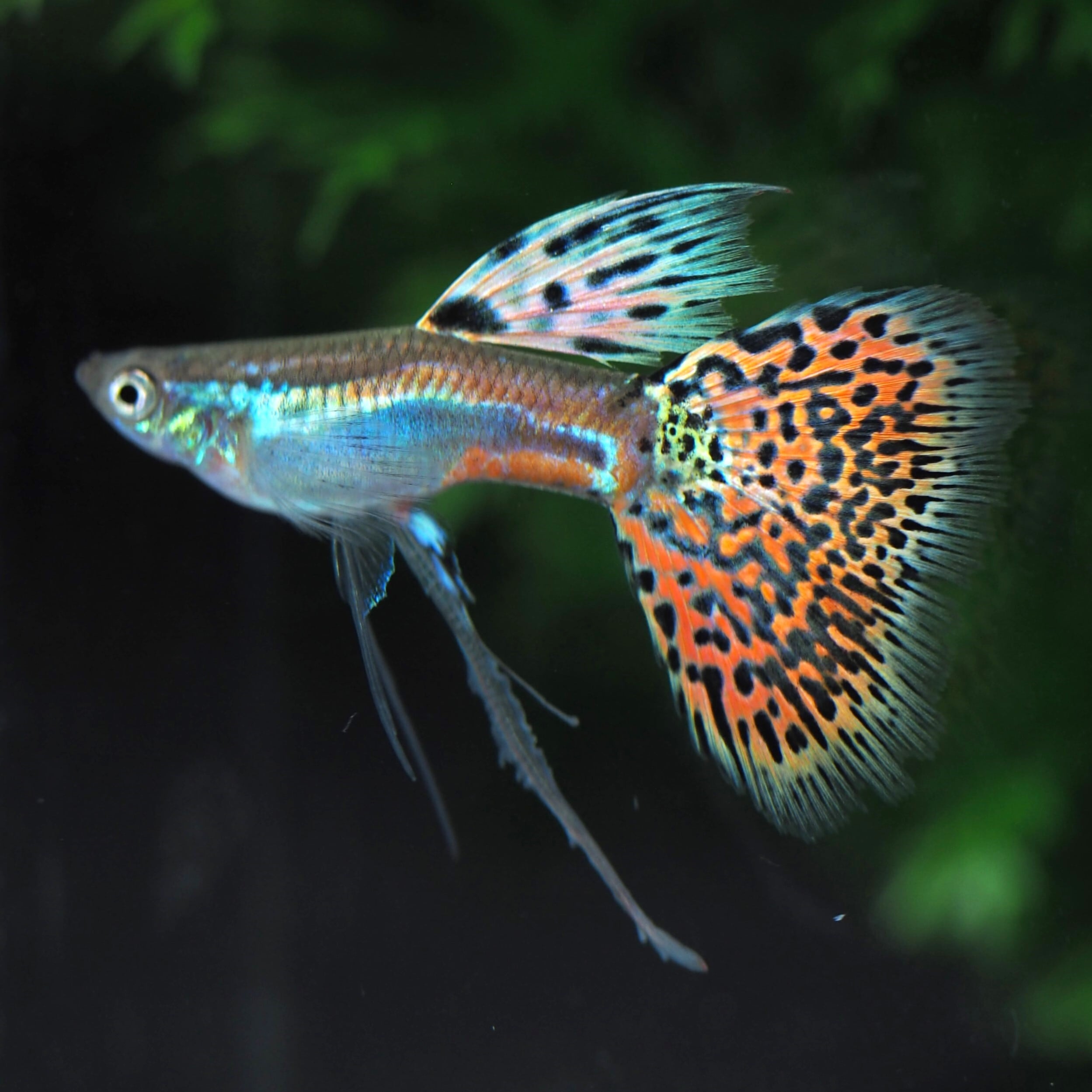 レッド ドラゴン リッボン グッピー レッド ドラゴン リッボン グッピー