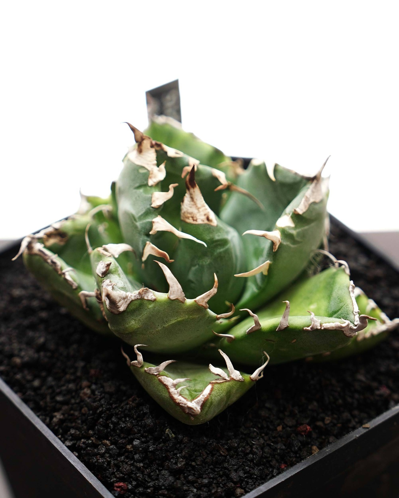 発根済カット苗 アガベ 魔丸 Agave titanota 'Mamaru'
