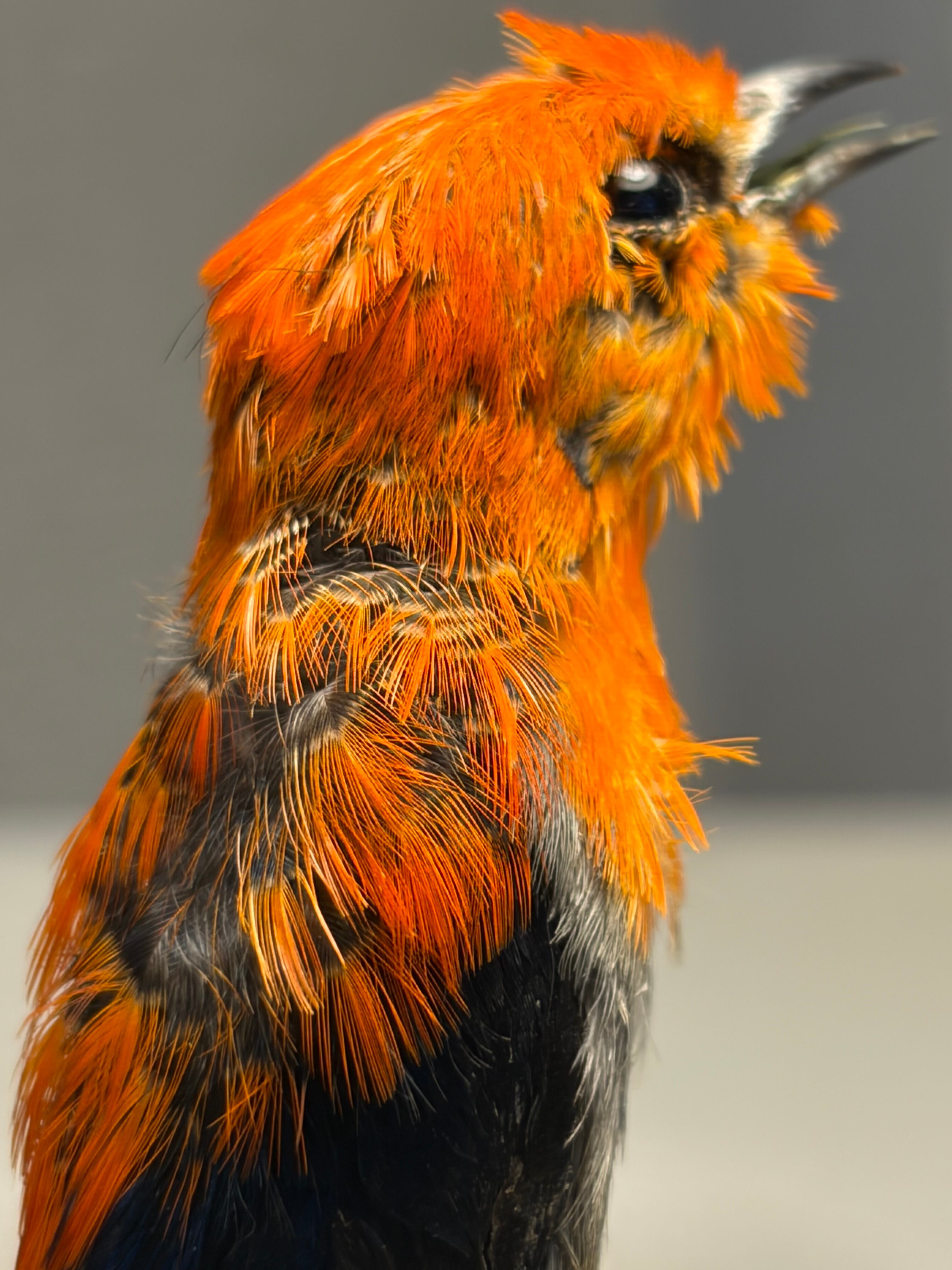 【鳥剥製】ショウジョウハナドリ インコ フクロウ カラス オウム ハト 木彫り 鳥剥製】ショウジョウハナドリ インコ フクロウ カラス オウム ハト