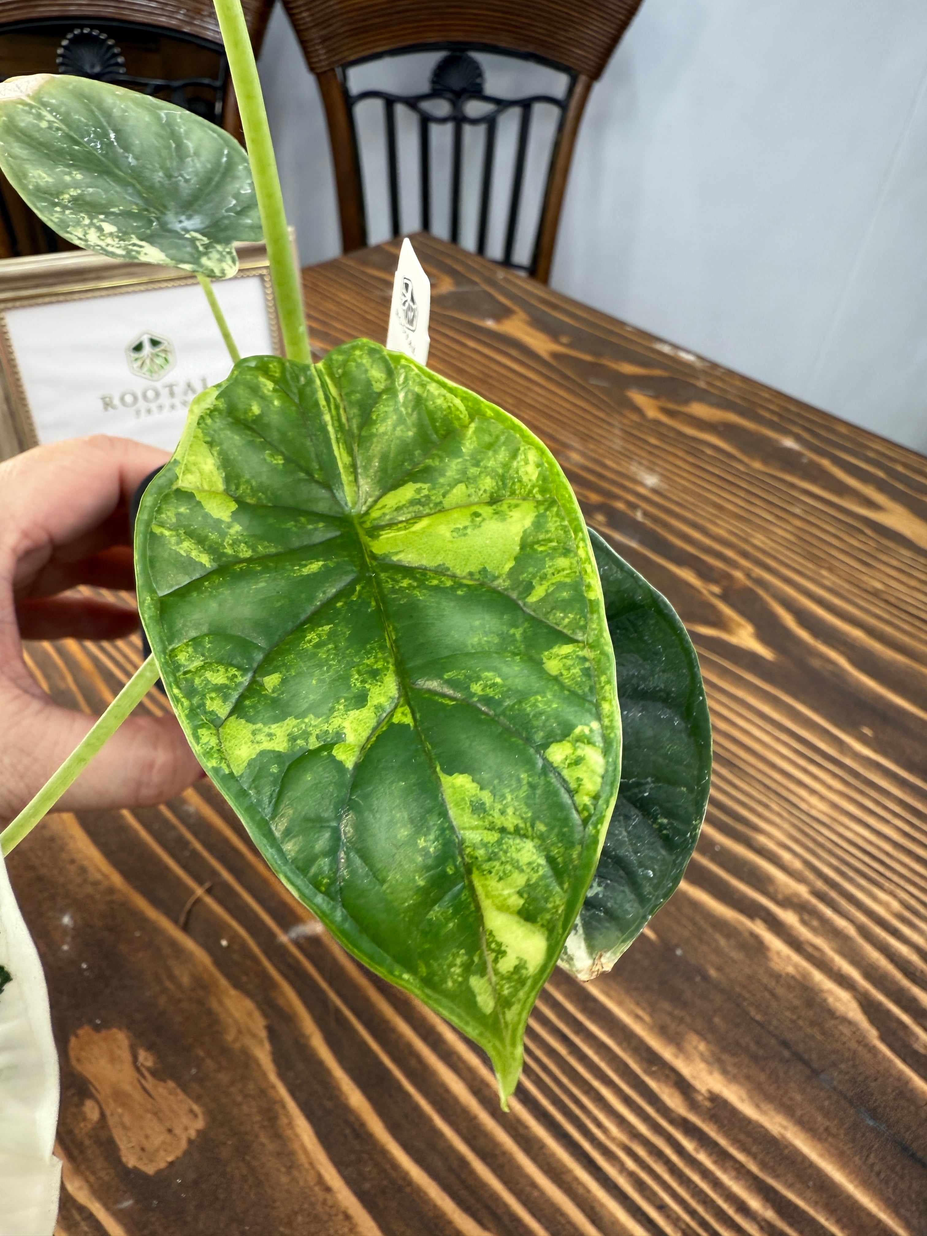アロカシア　ドラゴンスケール　バリエガータ【写真現物】 アロカシア ドラゴンスケール バリエガータ 勢いで買ってしまい