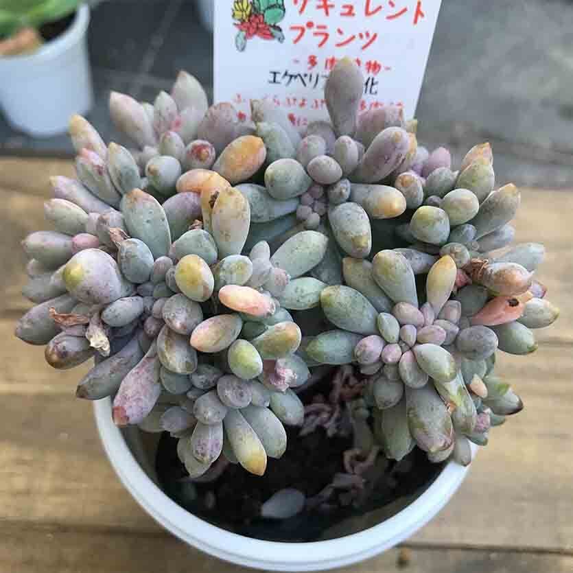 エケベリア セッ化 多肉植物 激レア 一点もの 多肉植物研究所