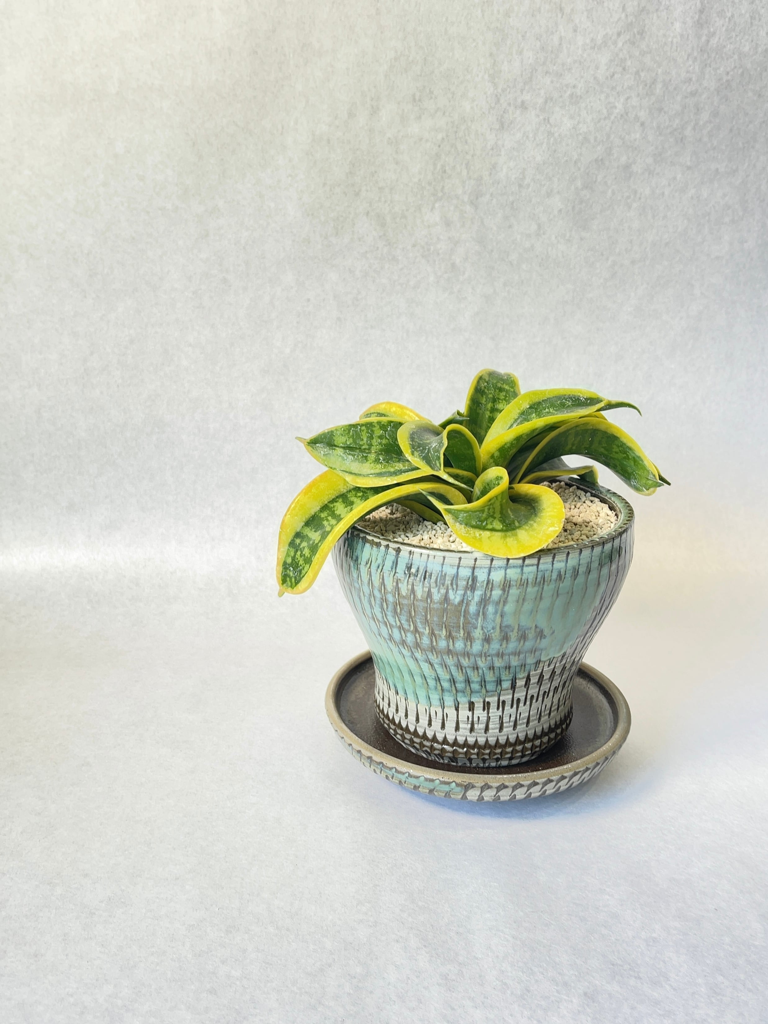 サンセベリア・ツイステッドリトルシスター | trigger