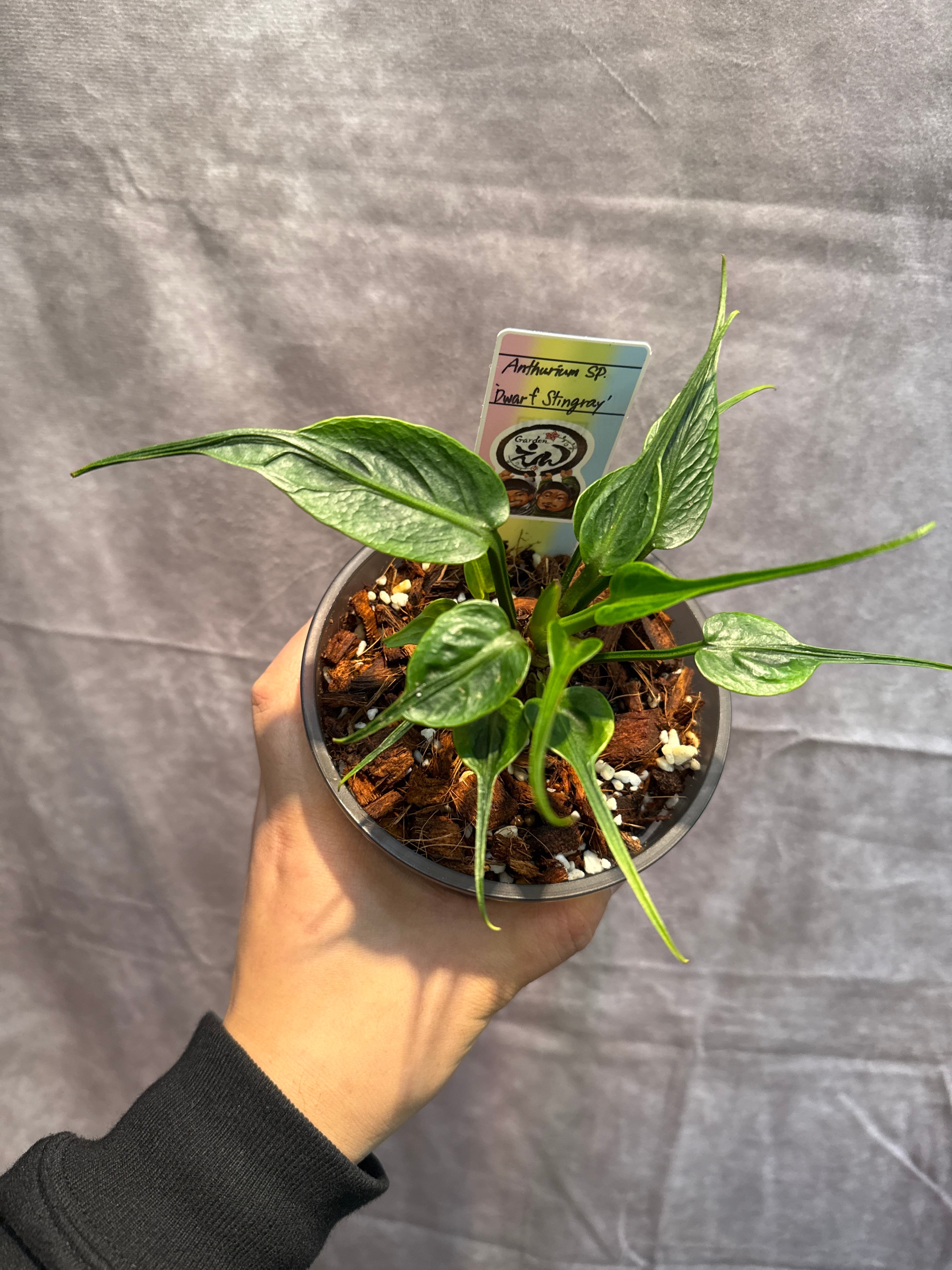 Anthurium sp. 'Dwarf Stingray' | Gardenえん 【観葉熱帯植物】