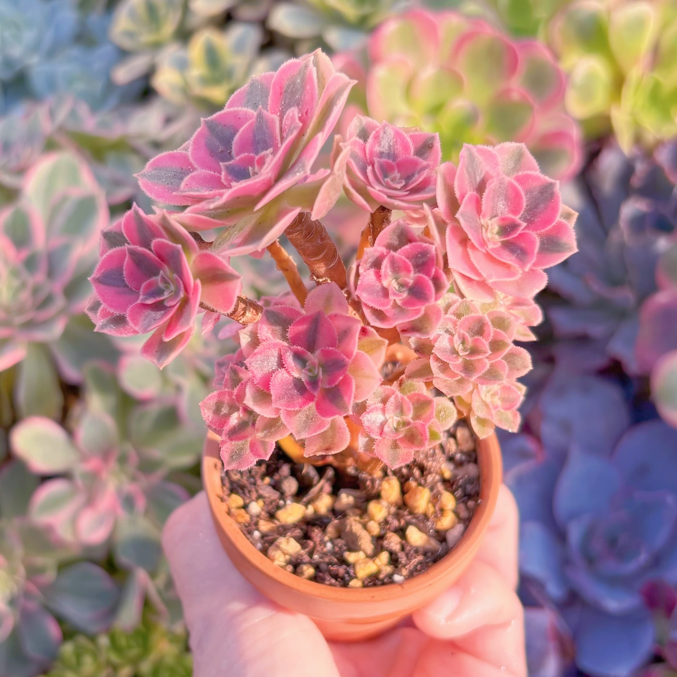 現品　アフラダイティ#A025　群生　るる農園