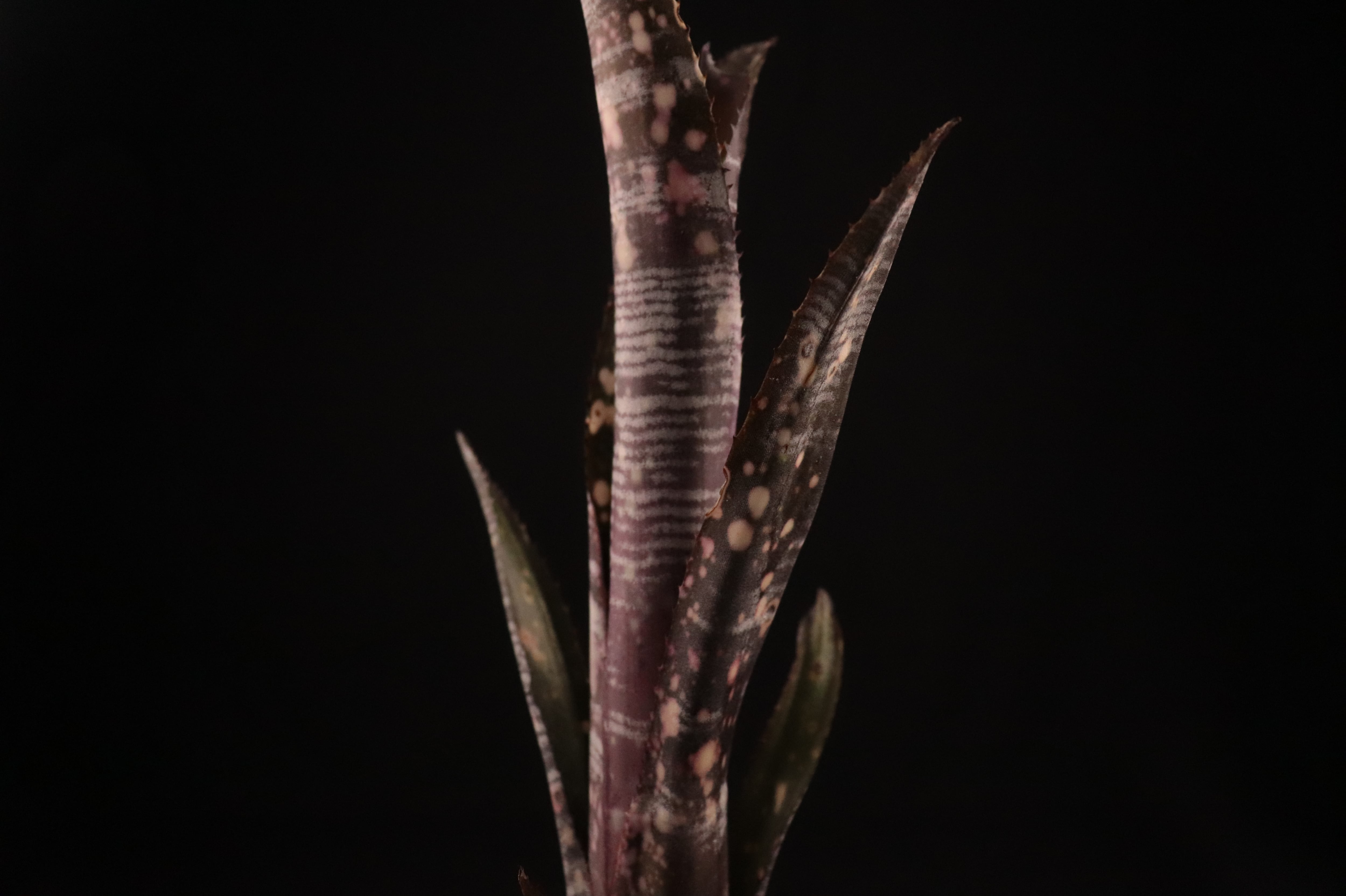 送料無料】Billbergia 'Bunniss Factor'〔ビルベルギア〕現品発送B0137