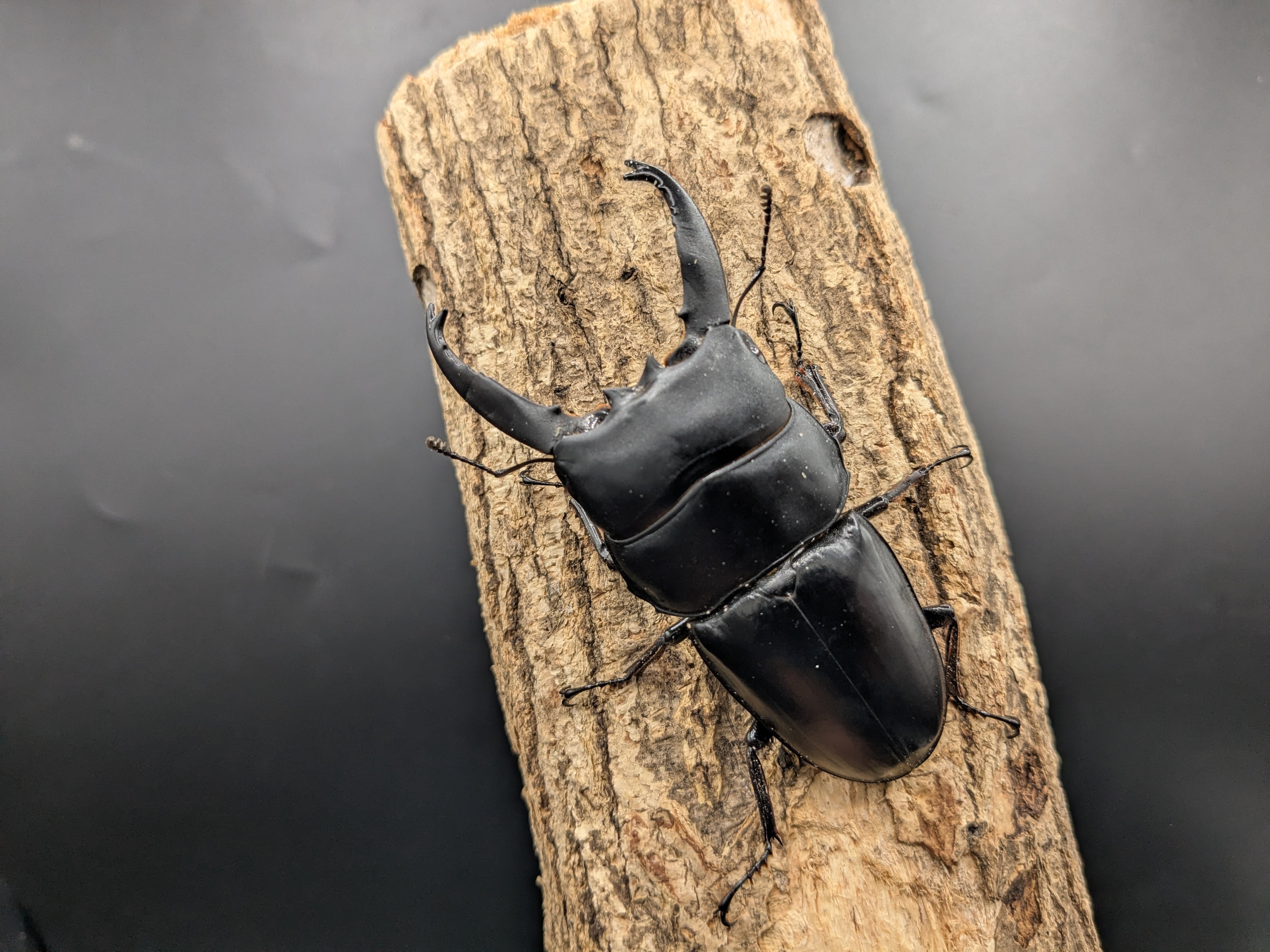 WDアルキデスヒラタ長歯 ♂85mm♀35mm