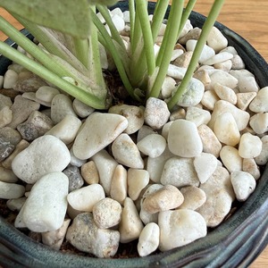 シンゴニウム・ミルクコンフェッティ