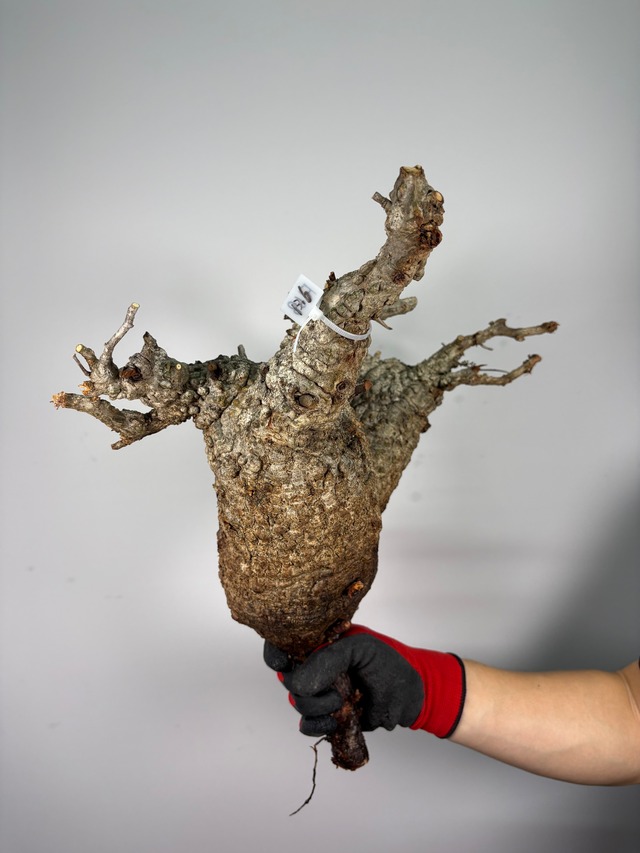 F168 現地発根株 オペルクリカリア パキプス 6/15 入荷 Operculicarya pachypus 塊根植物 現地球