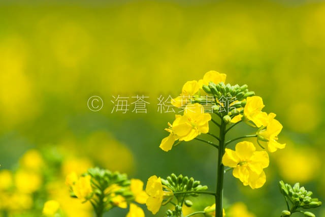 【ポストカード】菜の花畑