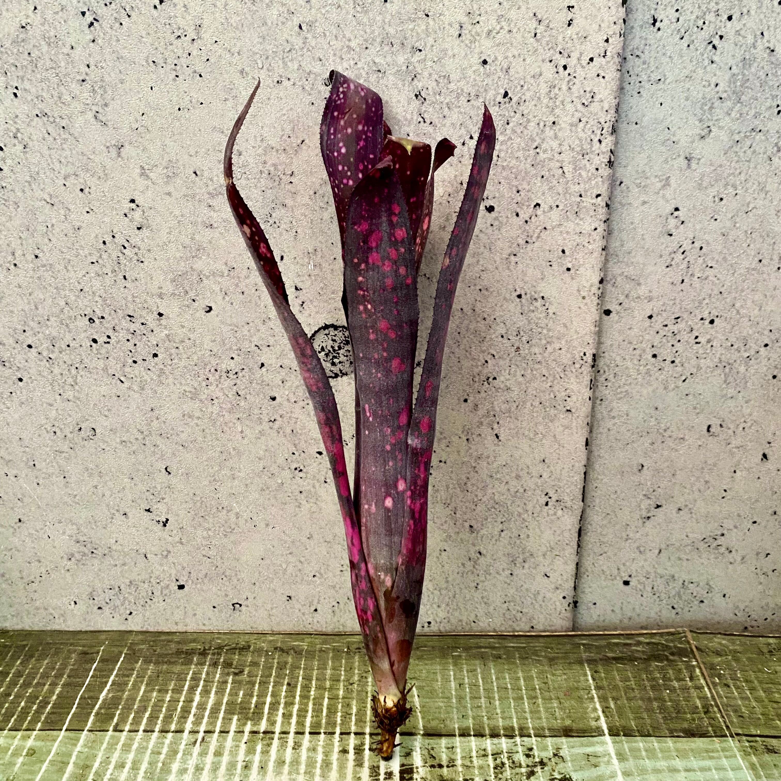 レアです！タンクブロメリア『Black Cherry』 | Planet Plants