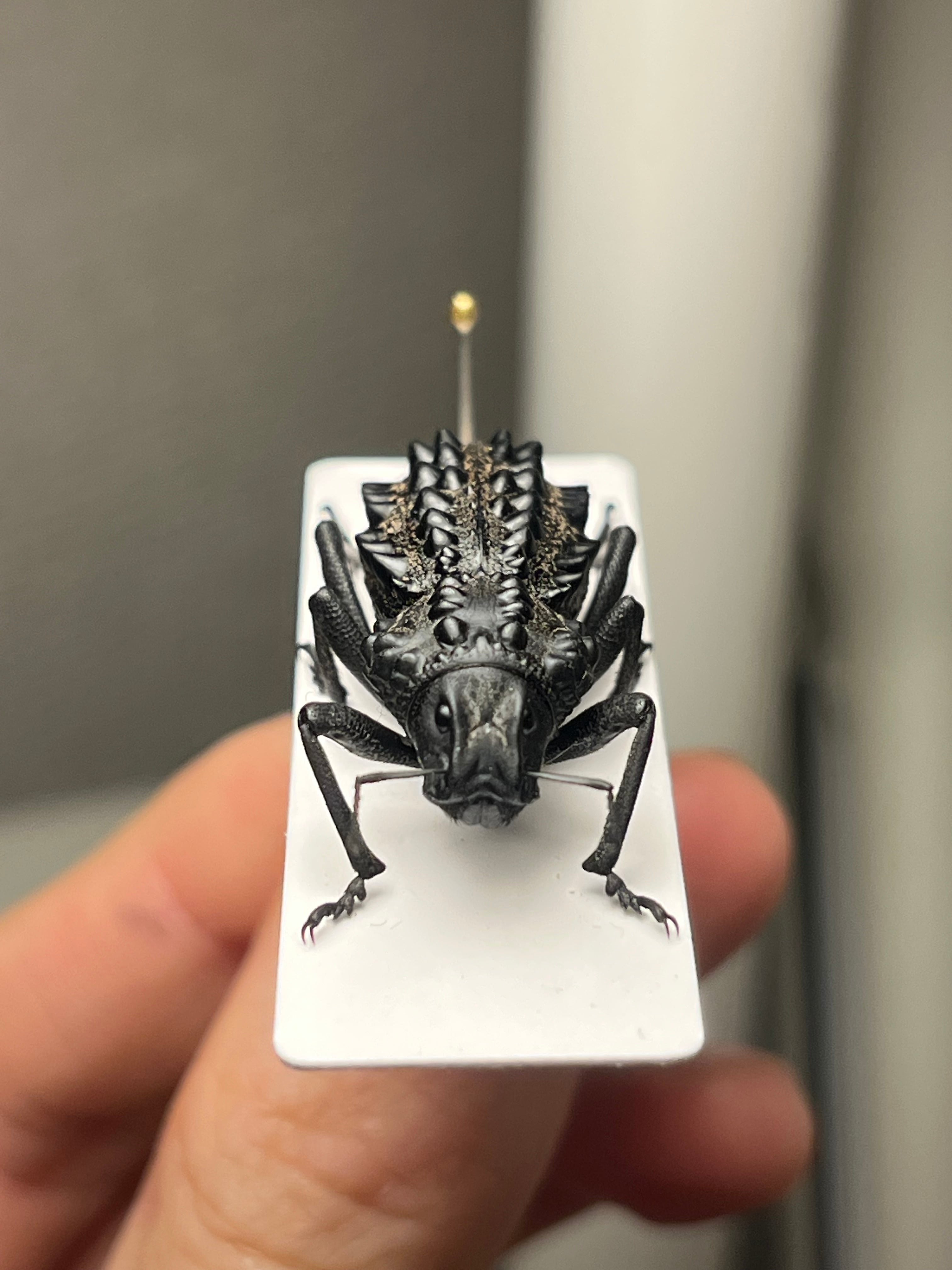 【18mm】トゲトゲヘンテコゾウムシ Acantholophus 標本 属内最高峰】トゲトゲヘンテコゾウムシ Gagatophorus 標本甲虫フン