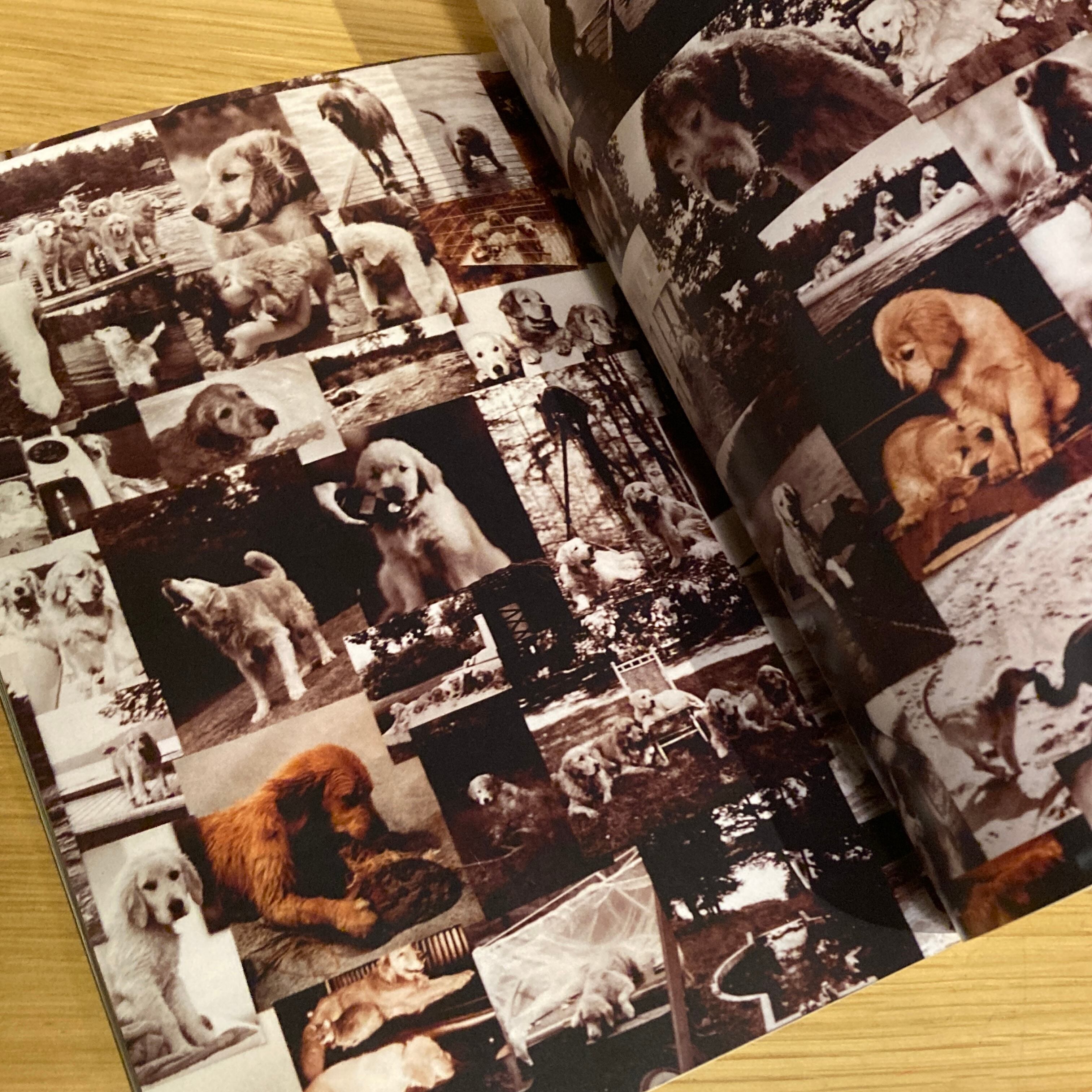 トゥルーへの手紙 A LETTER TO TRUE A Bruce Weber Film ブルース