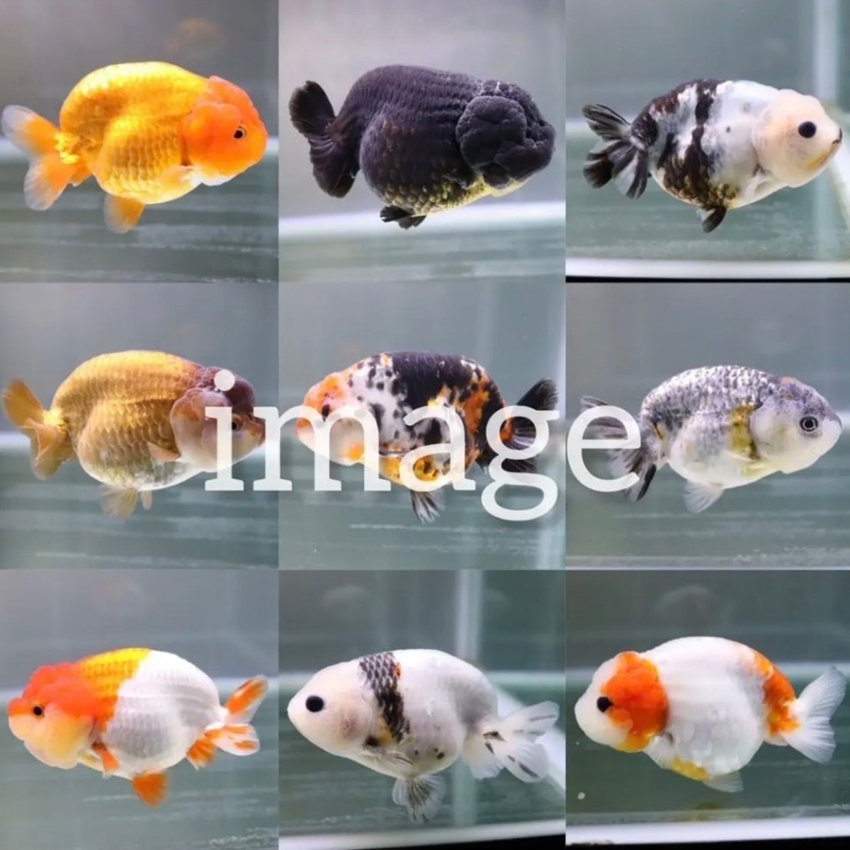 1359らんちゅう金魚の帯留め 赤 橙色 帯留 夏用 粋 お洒落 帯締め 三分紐