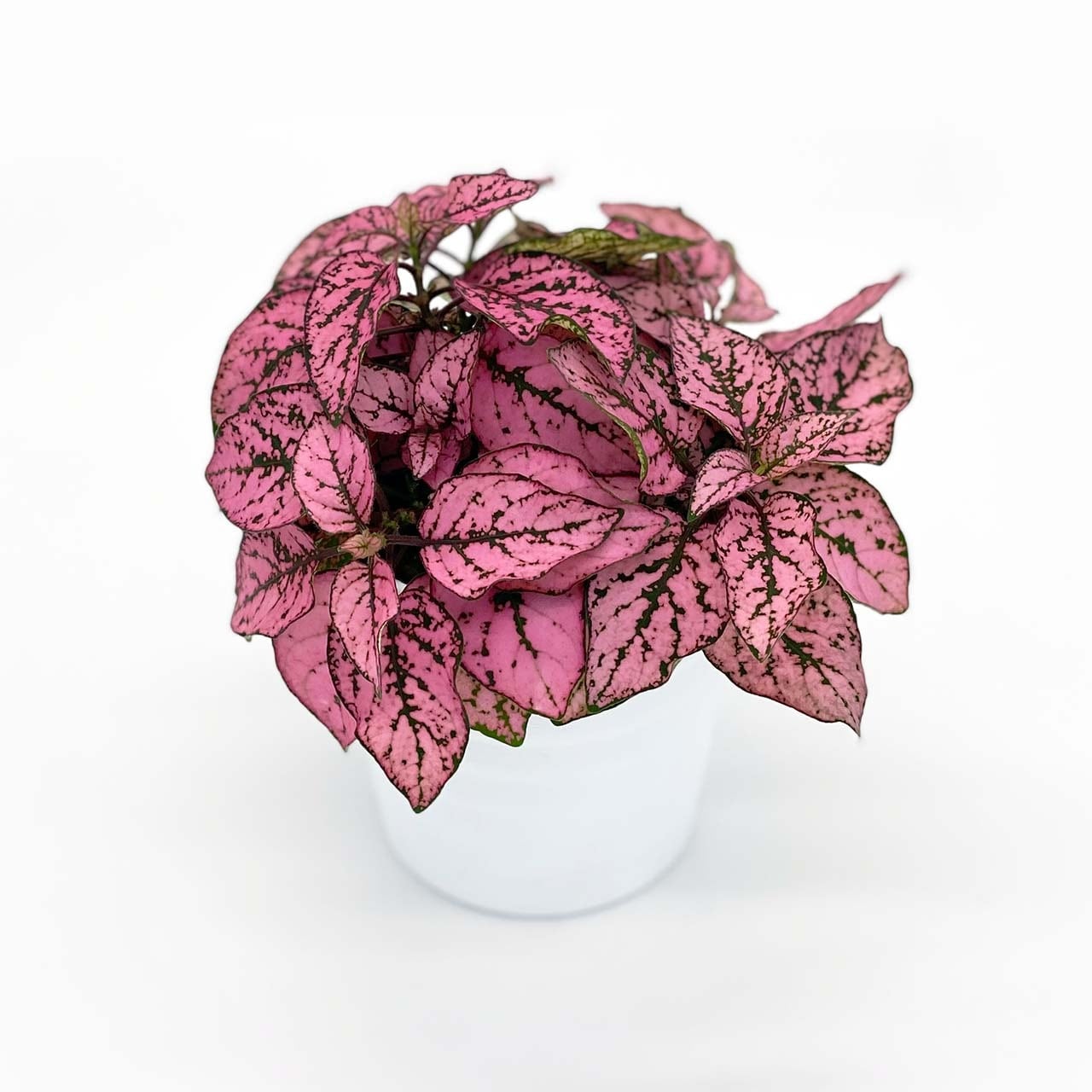 ５ ヒポエステスローズ Inakougei イナコウゲイ 観葉植物 鉢 多肉 猫用品