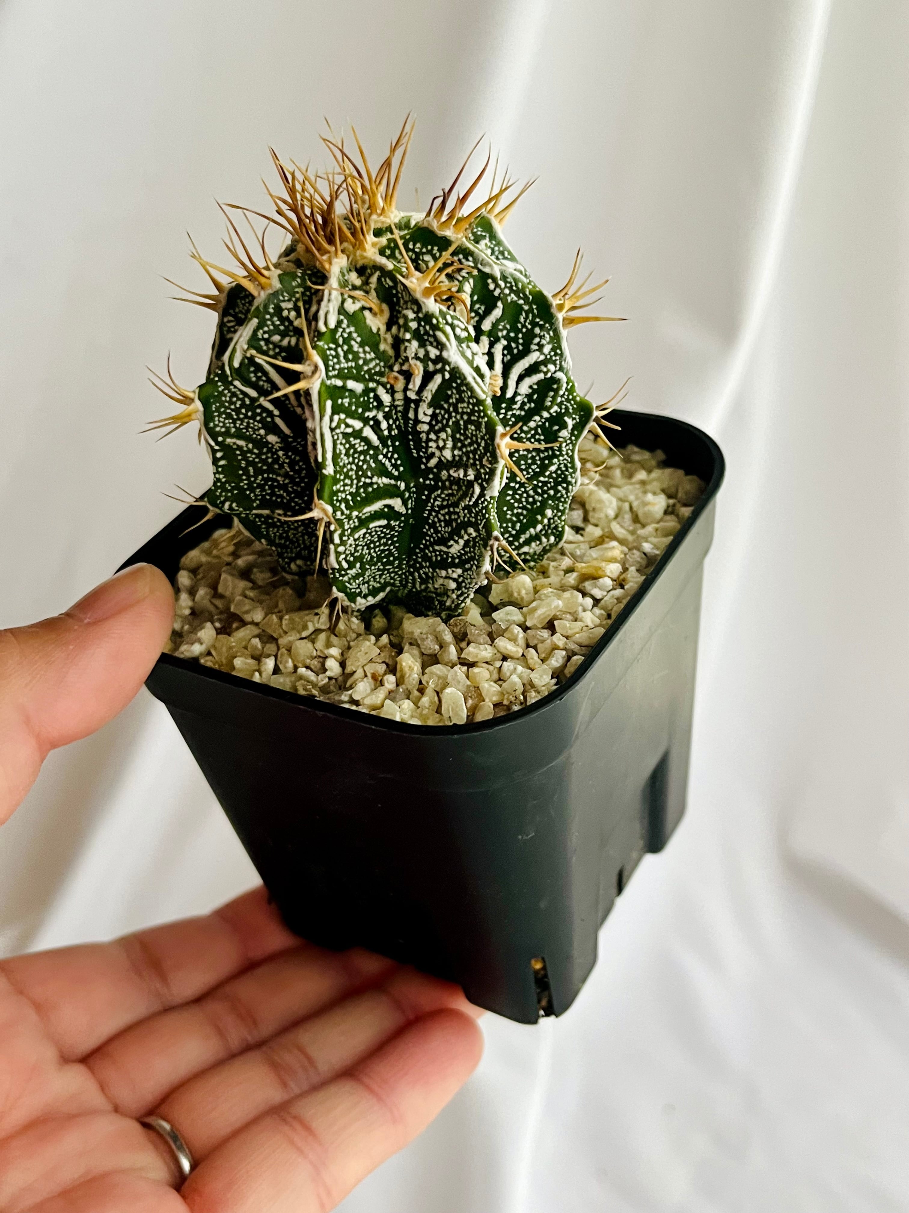 Astrophytum ornatum f. アストロフィツム 白条複隆般若 ライオン般若