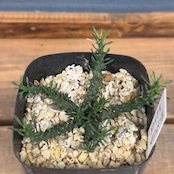 ユーフォルビア・ゴルゴニス【355】