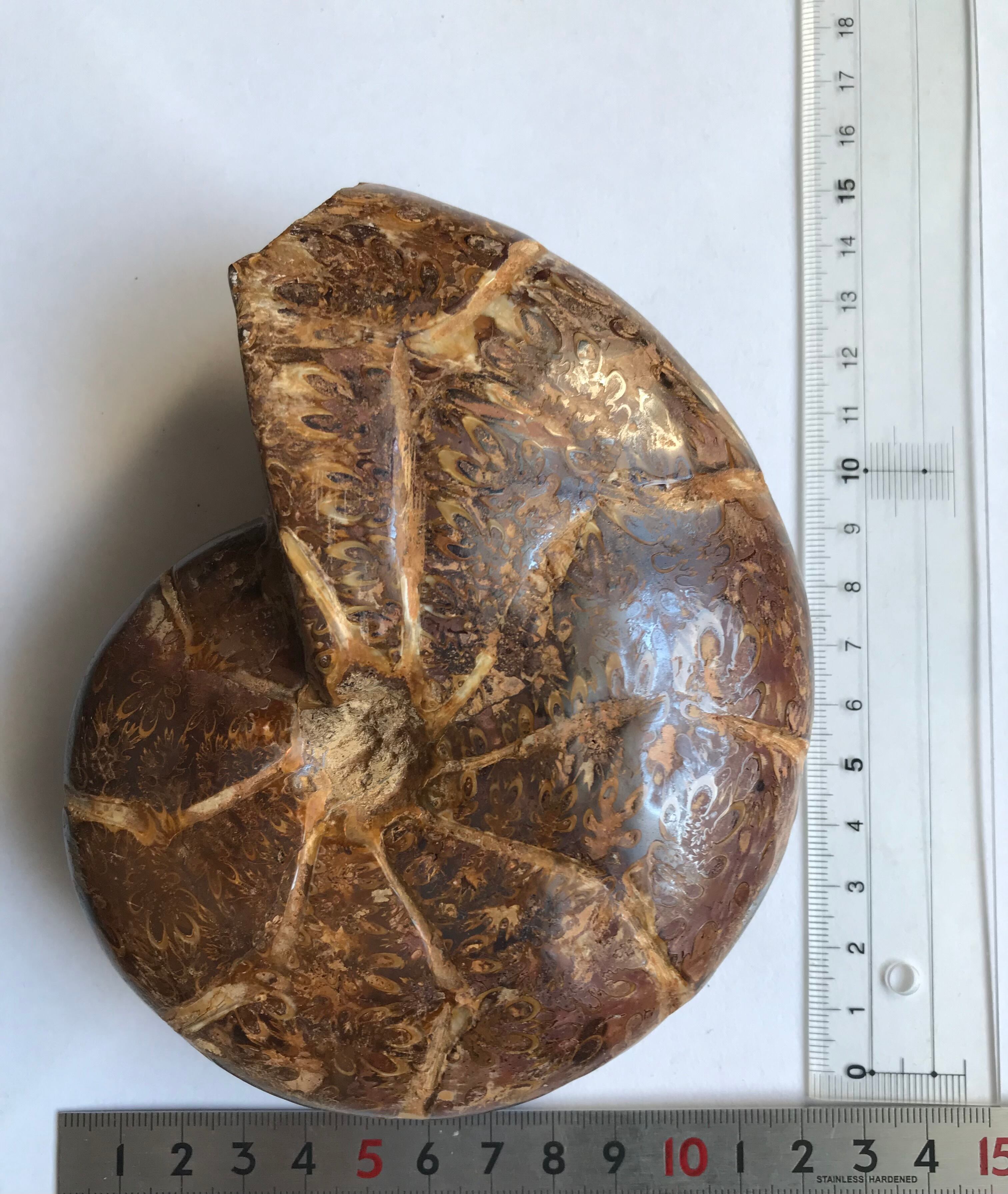 マダガスカル産 遊色虹色アンモナイト-縫合線（ホルコフィロセラス