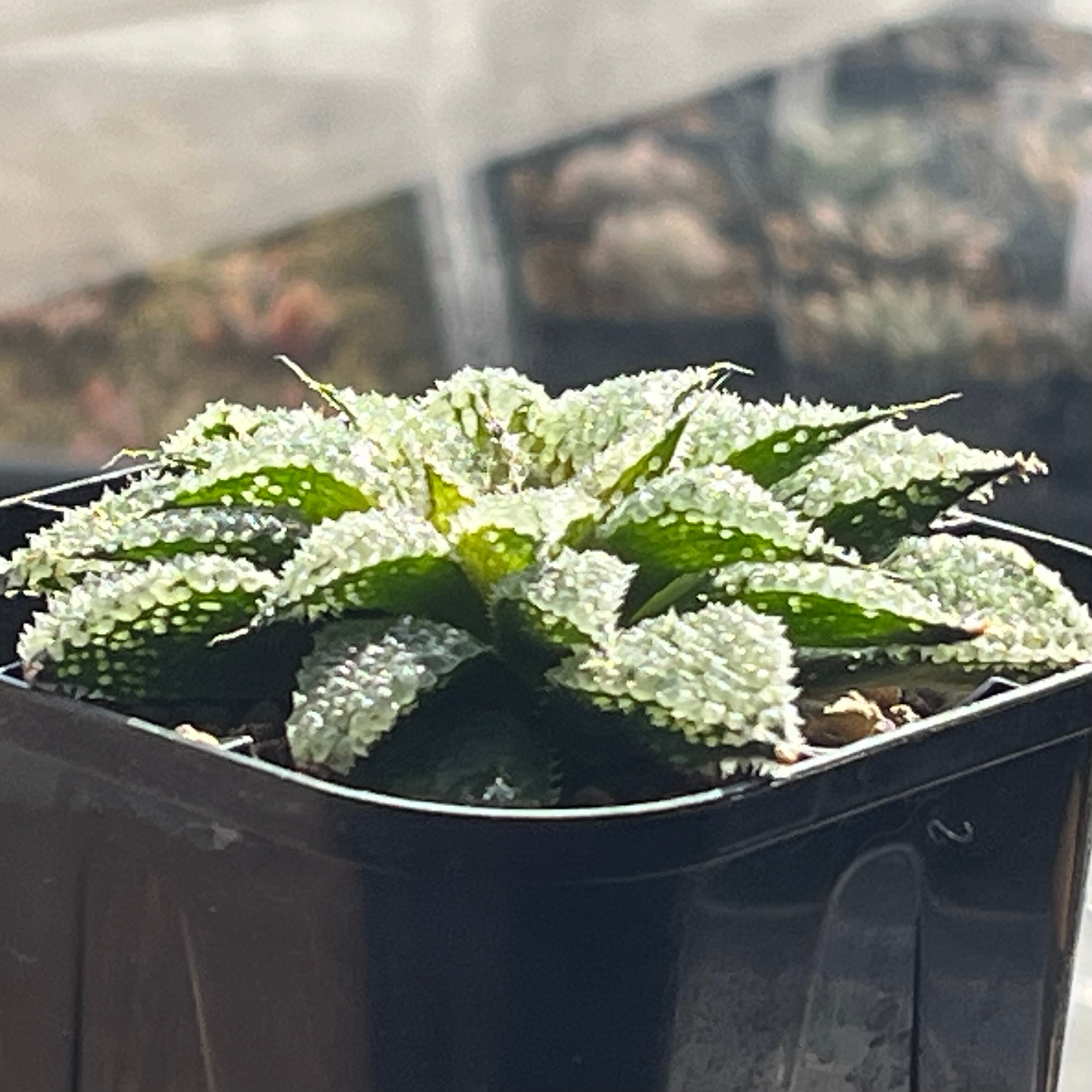 ハオルチア スターズフェアリー ハオルチア スターズフェアリー | mocono_plants