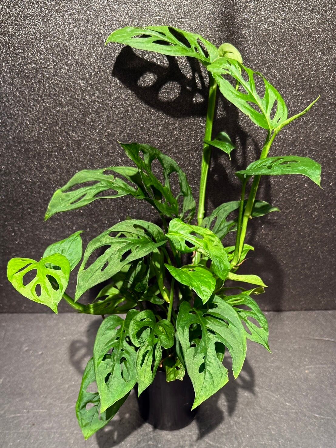 セール中　斑入り　サンセベリア　Green Dragon サンスベリア 群生 斑入り サンセベリア Green Dragon サンスベリア 群生