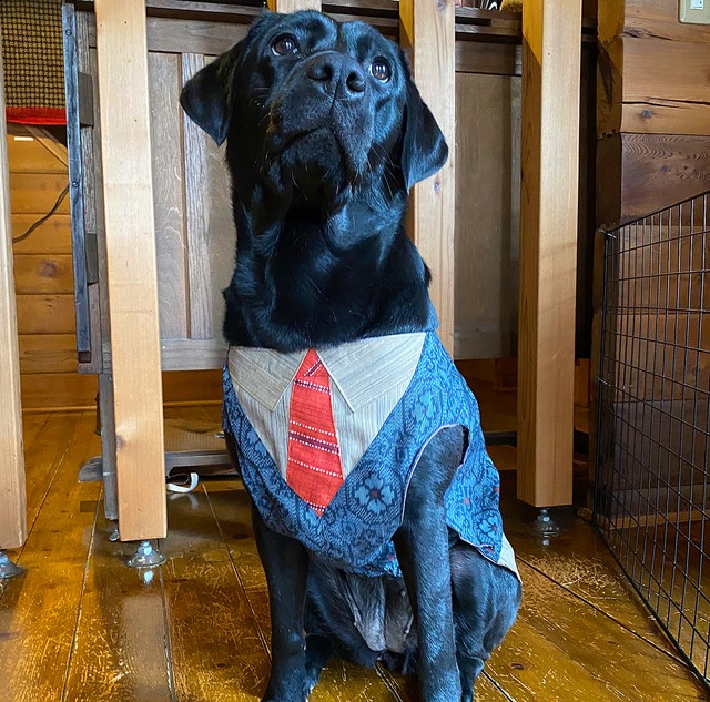 わんこ服 大型犬用 ３L "赤いバンダナふう襟、縞々柄の♂スカートの服”E-5