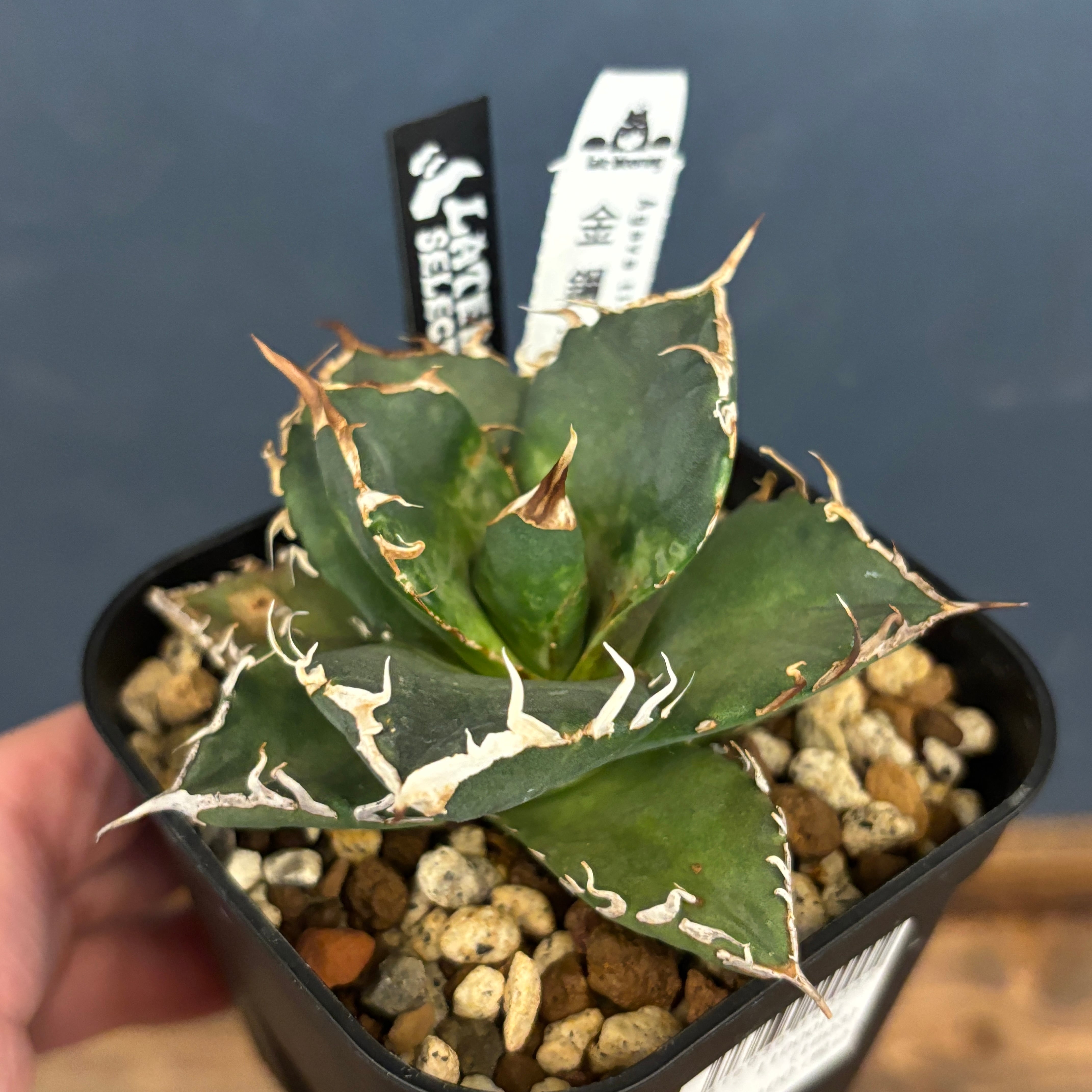 アガベ 金剛狼　ウルヴァリン　中株 アガベ 金剛狼(ウルバリン)｜ワシャワシャの“原点”─龍球荟から