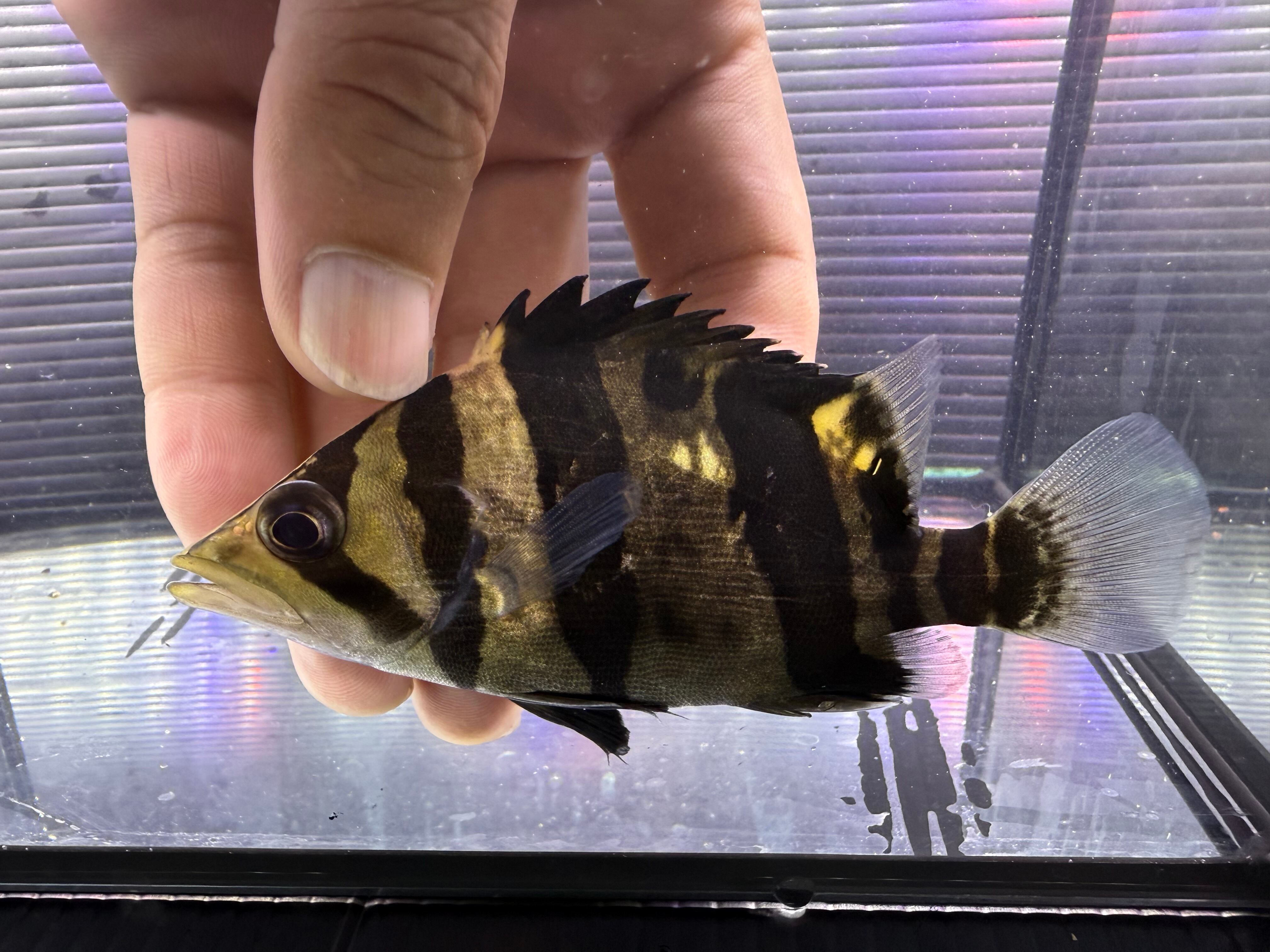 ダトニオ プラスワン 「ダトニオプラスワン」ペット、生き物の 2026年 