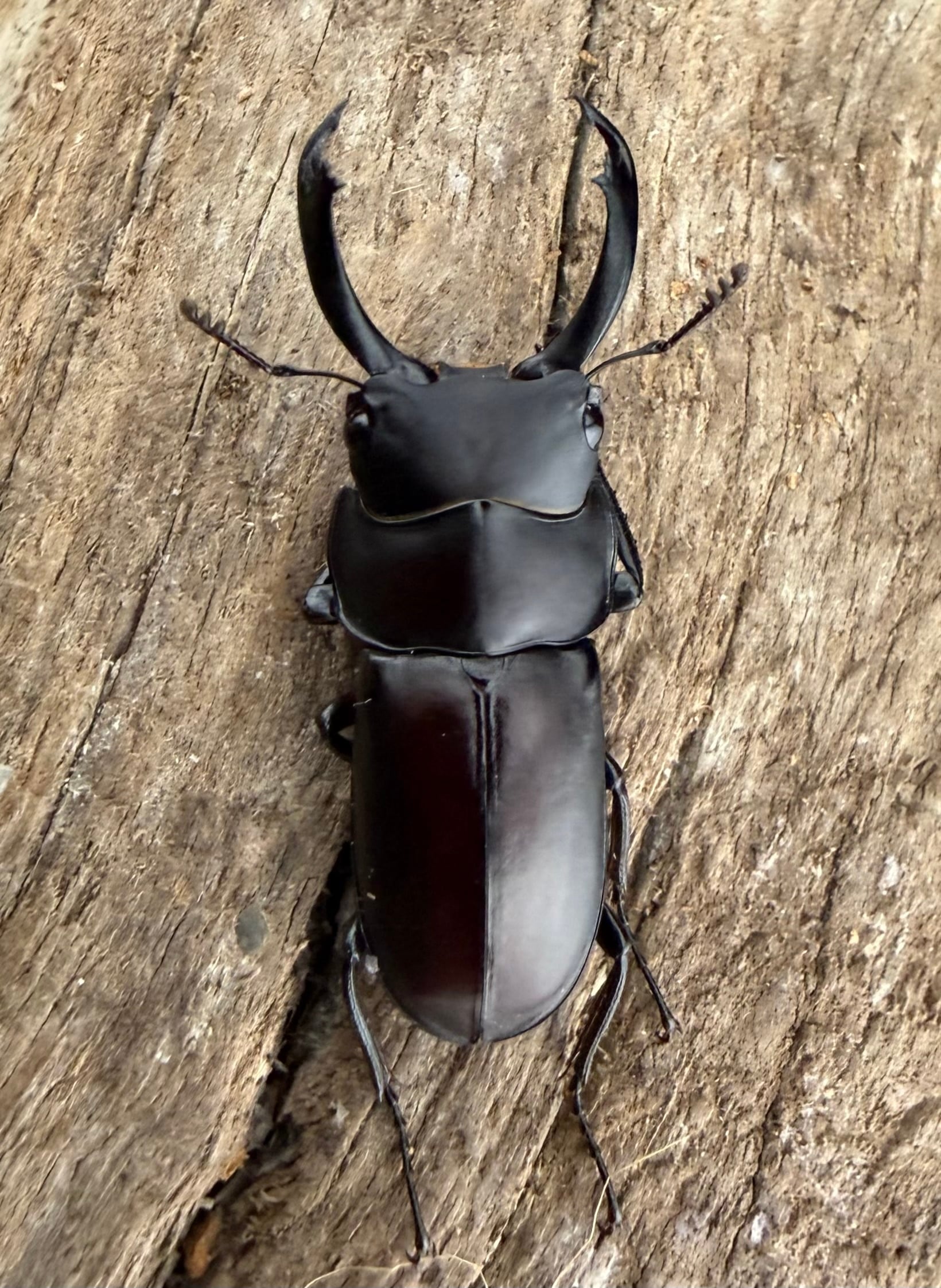 WF1】《ピエールコクワガタ 29mm ペア》 | KPW公式オンラインショップ