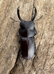 【WF1】《ピエールコクワガタ 29mm ペア》