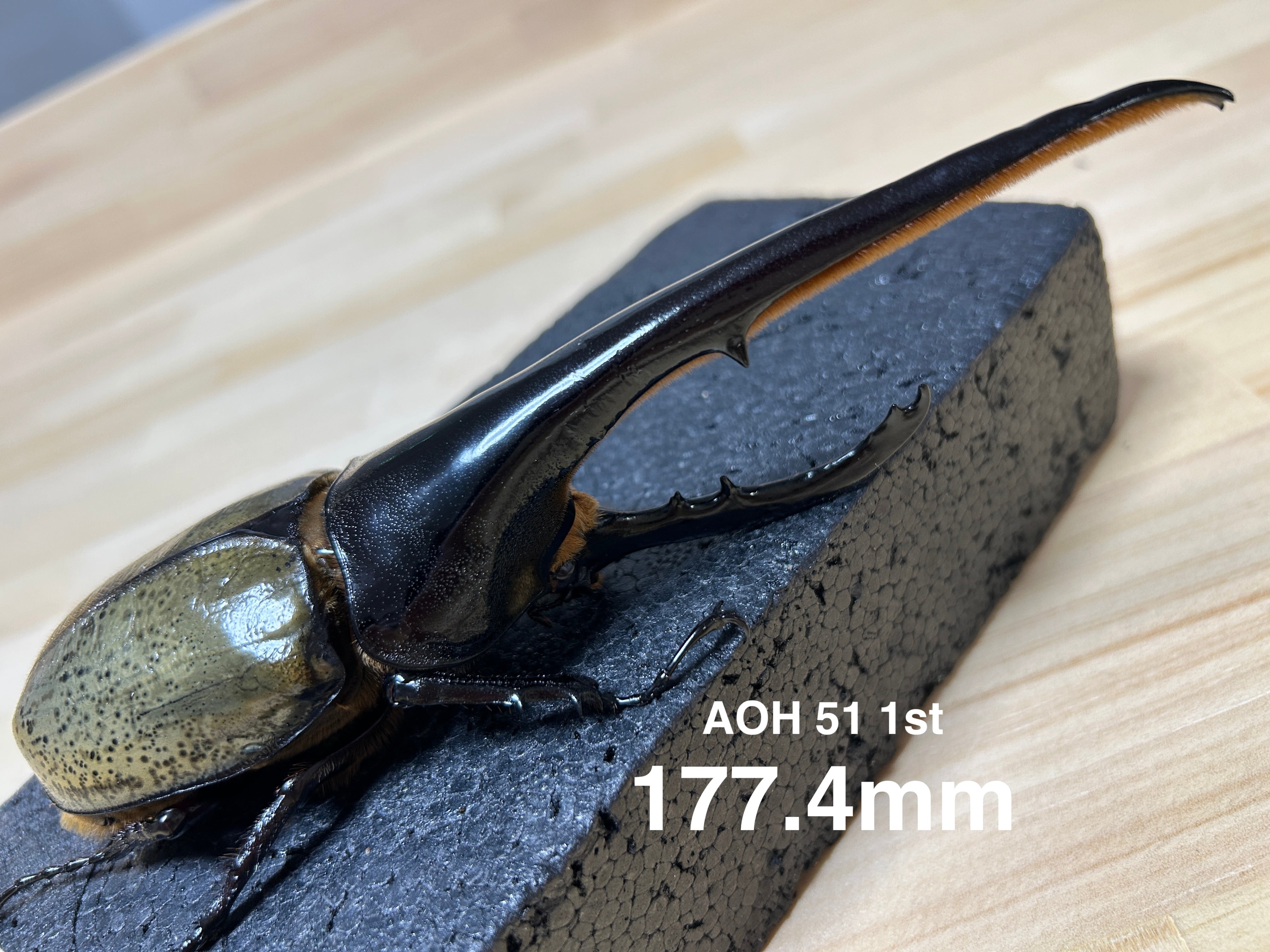 2026福袋 1 | アートオブヘラクレス
