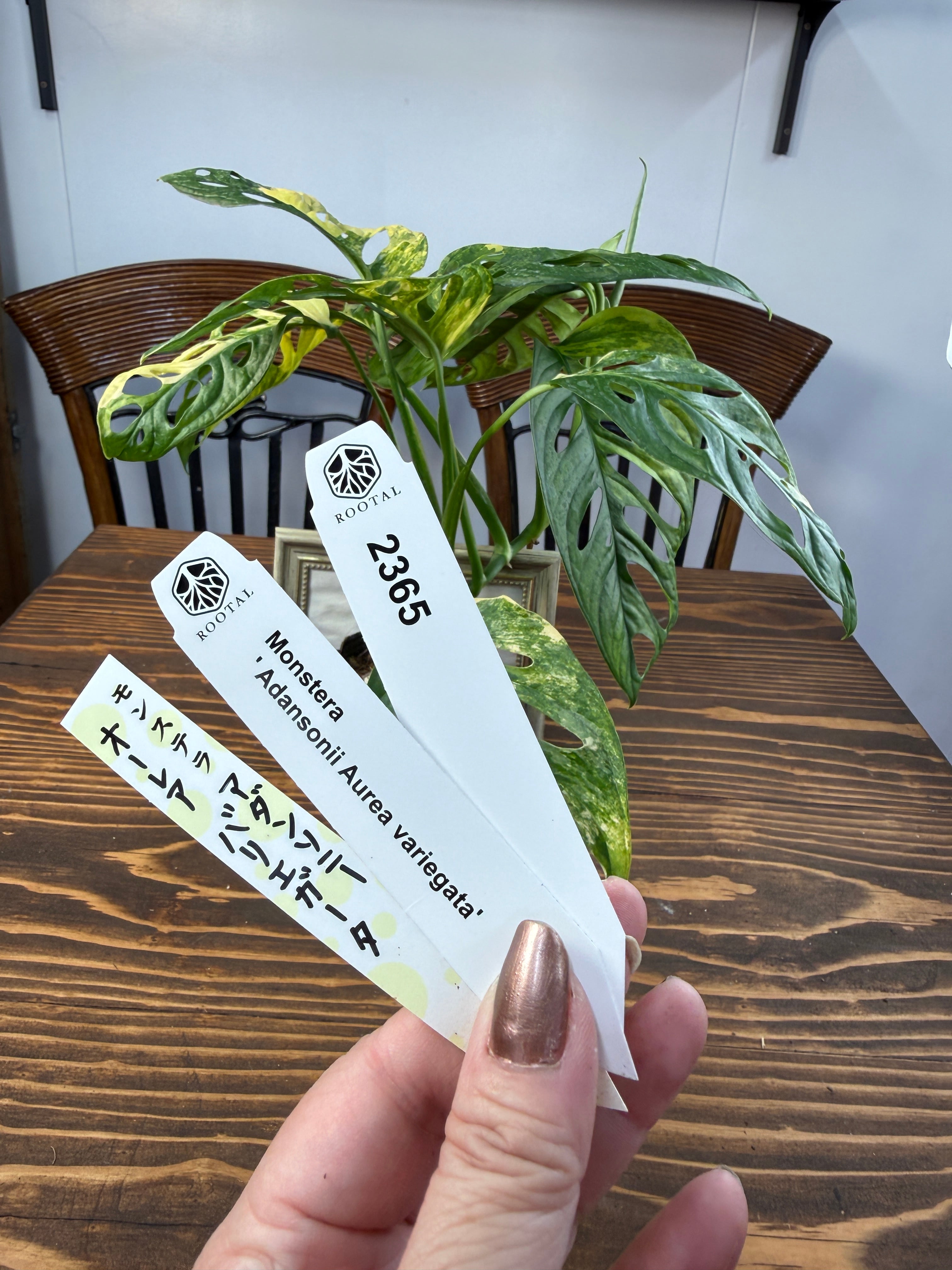 ★2365【魅了する美しさ】モンステラ アダンソニーオーレアバリエガータ(黄斑)(3号ポット)