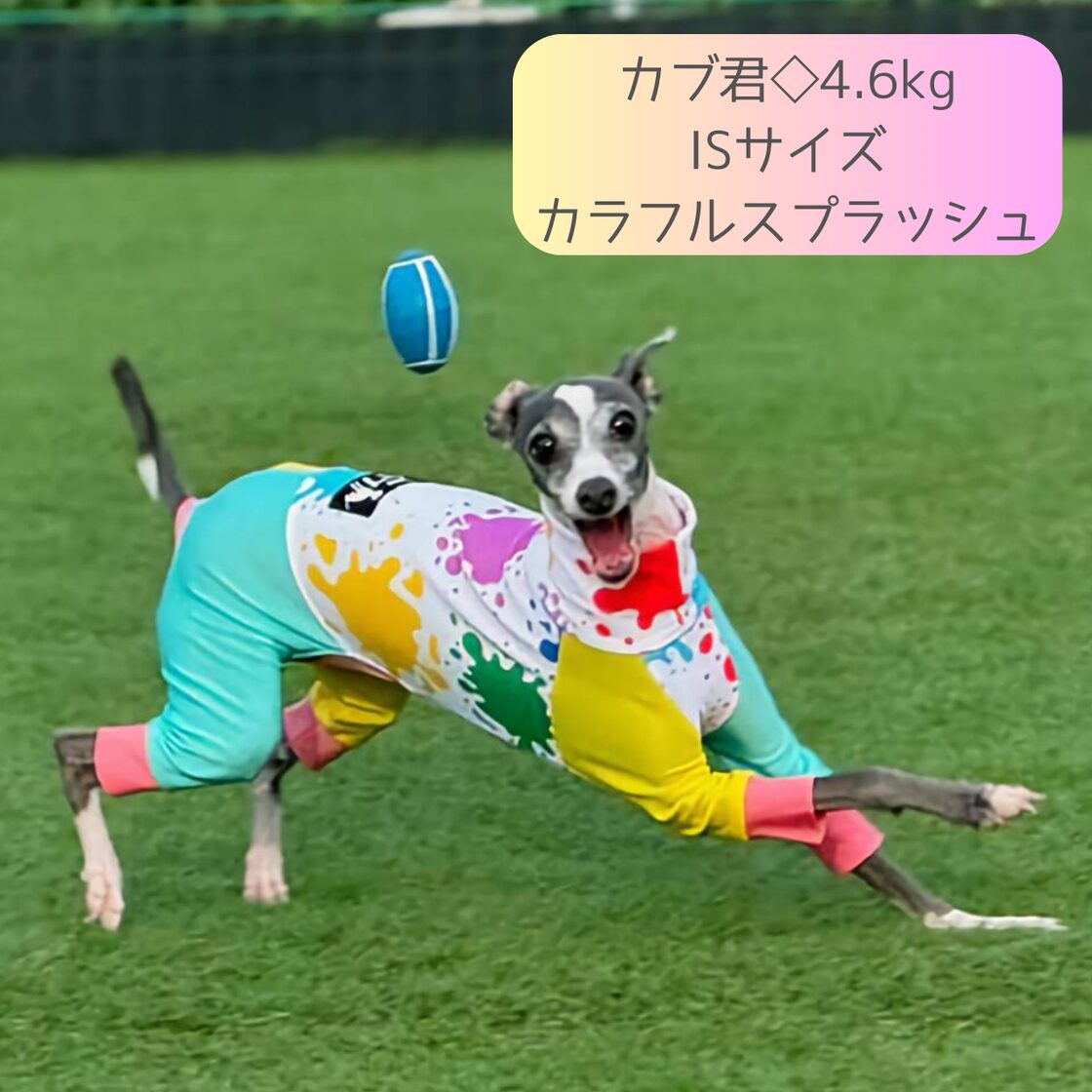 カラフルドットのロンパース① イタグレ服　犬服　ハンドメイド イタグレ・ウィペット】スプラッシュドット◇ワンコガード◇ロンパース