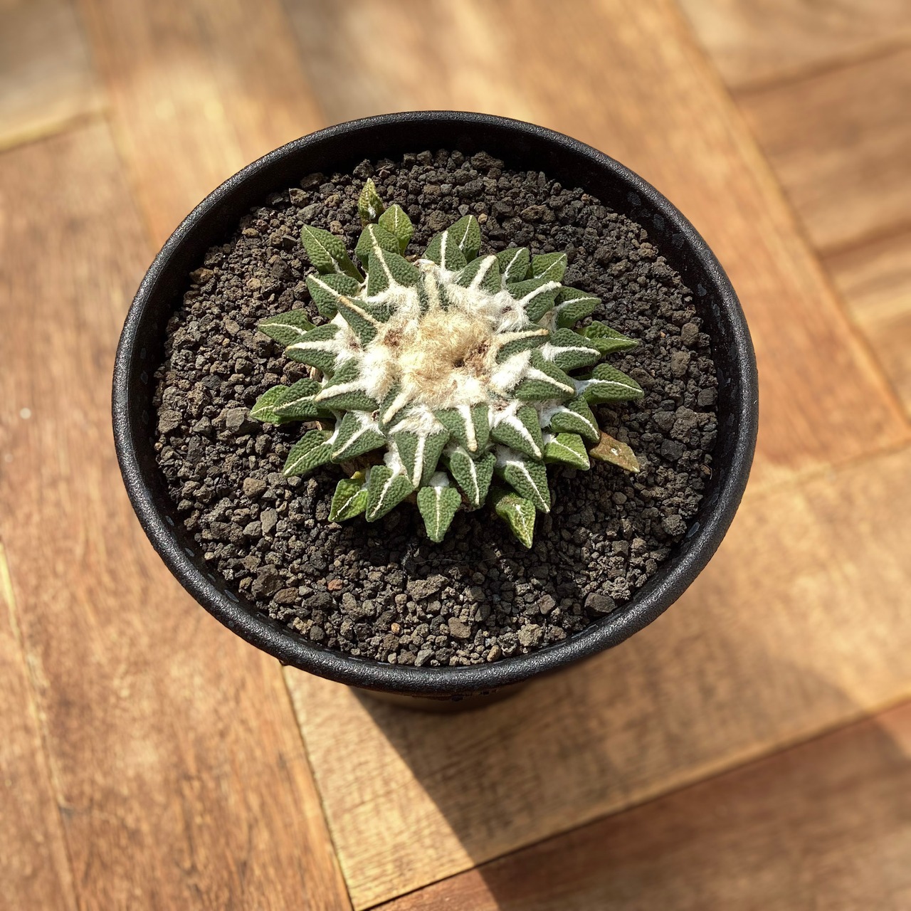 Ariocarpus kotschoubeyanus【アリオカルプス・黒牡丹】