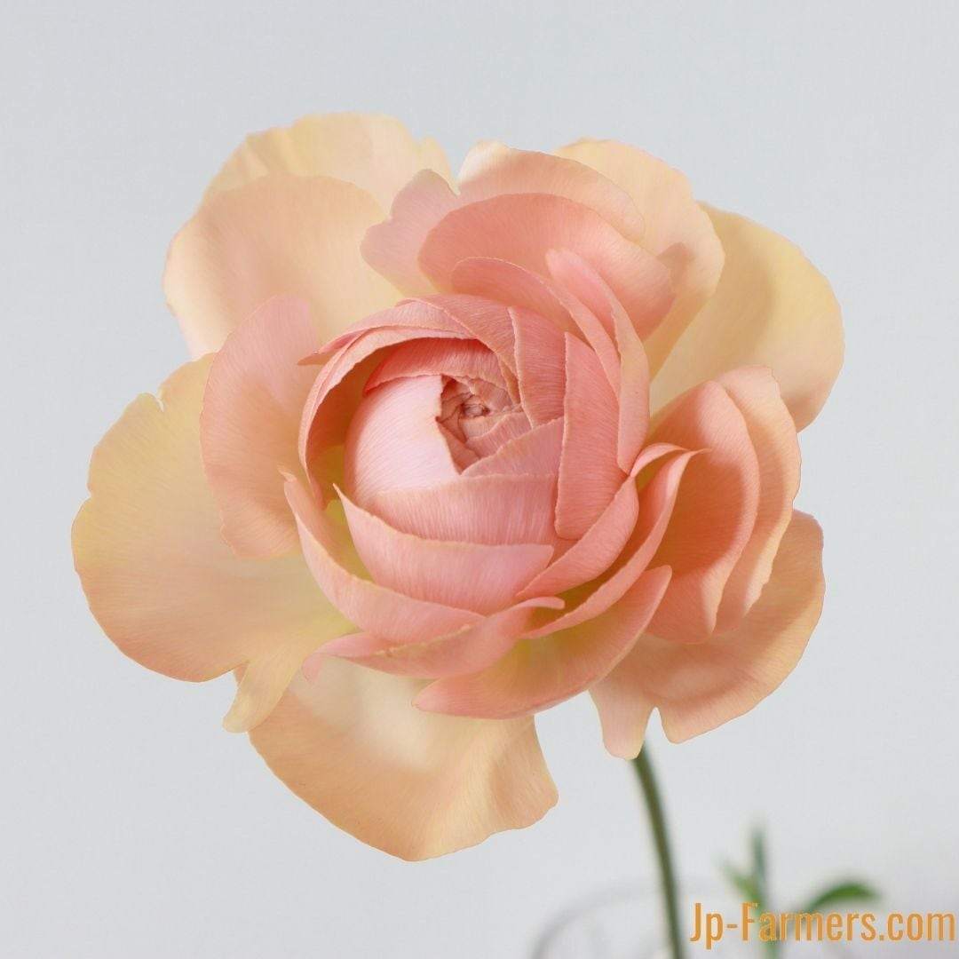 クリーム色 ラナンキュラス アートフラワー　34せたット クリーム色 ラナンキュラス アートフラワー 34せたット