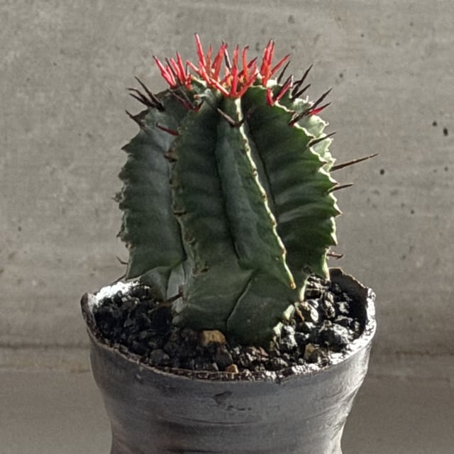 ユーフォルビア・ホリダマジョール Euphorbia horrida Major | RY-ST