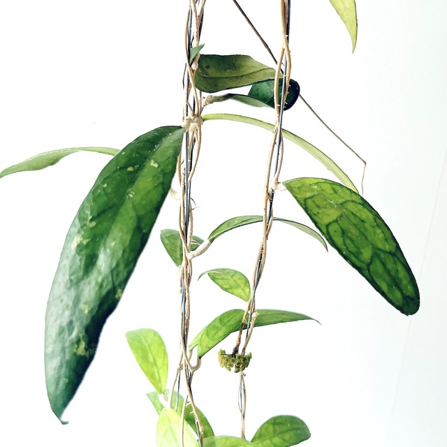 Hoya finlaysonii（ホヤ・フィンレイソニー）観葉植物 calm cafe