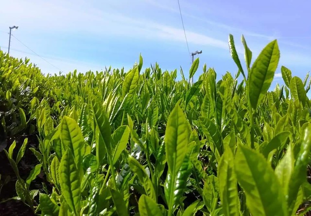 【新茶】煎茶　 息吹　　リーフ100g　