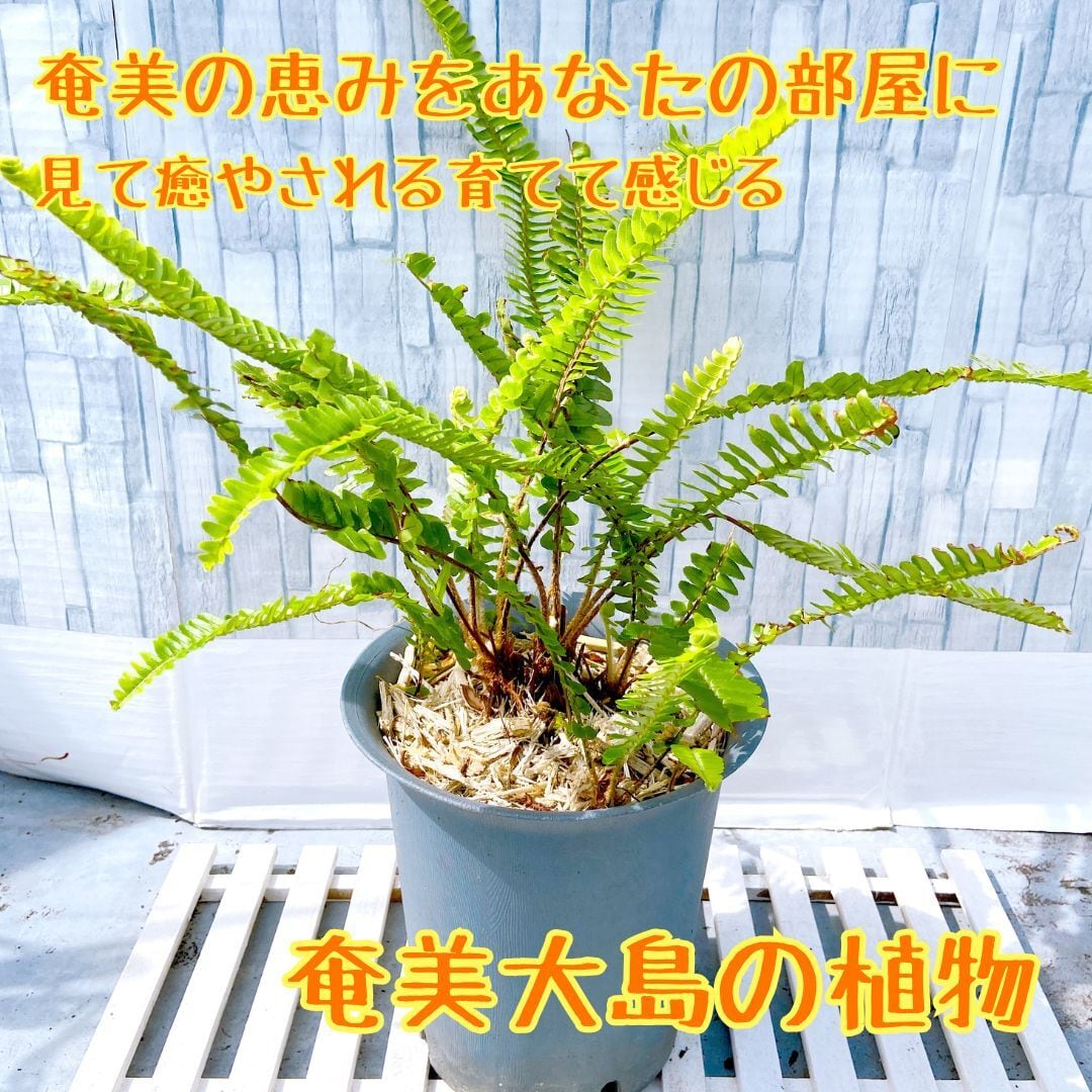 植物 ネフロレピス・コーディフォリア（タマシダ） 6号鉢付き】 クルクルと