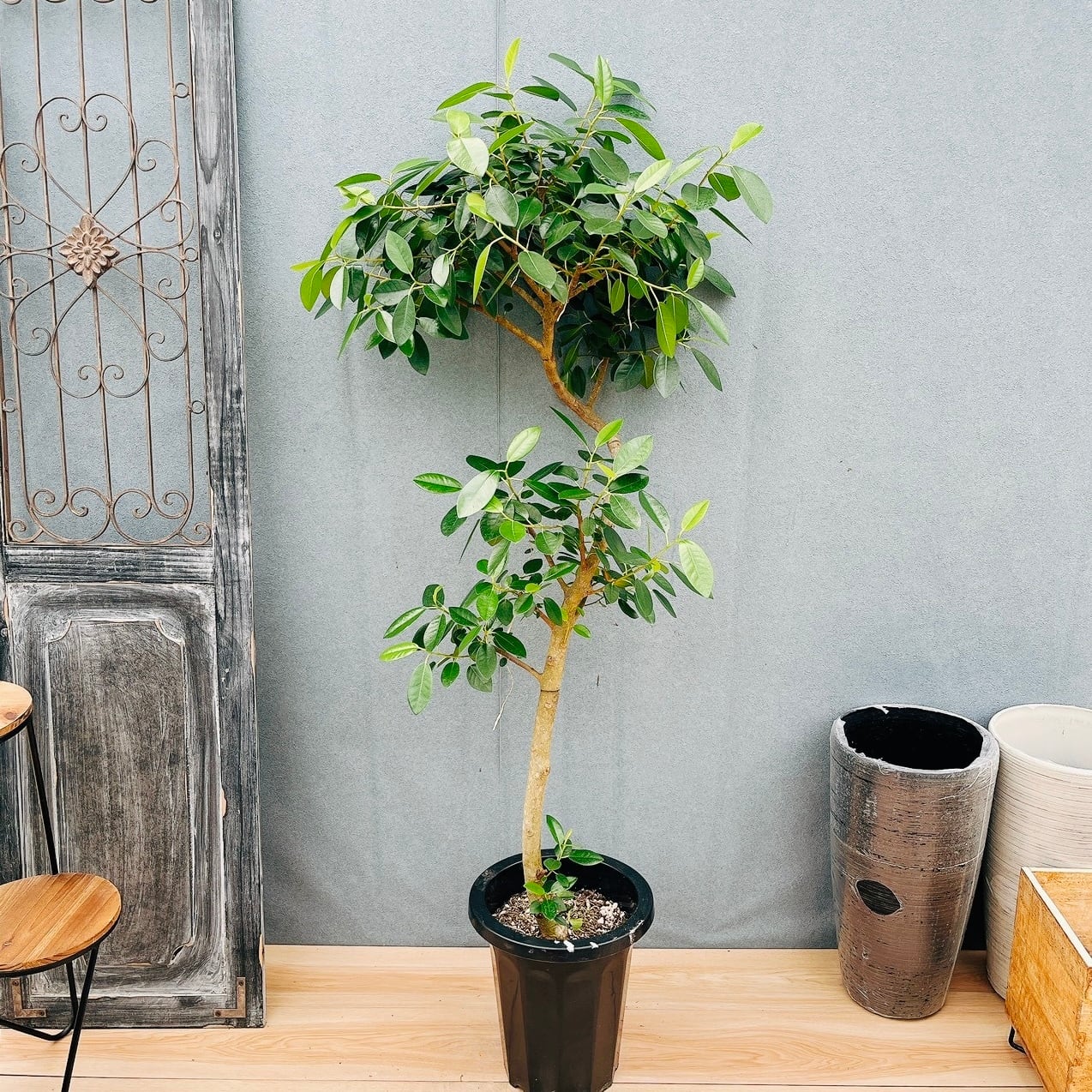 ［現品］E フェニックスロベレニー　8号　観葉植物　室内　ヤシ　南国風　人気 現品］E フェニックスロベレニー 8号 観葉植物 室内 ヤシ 南国風