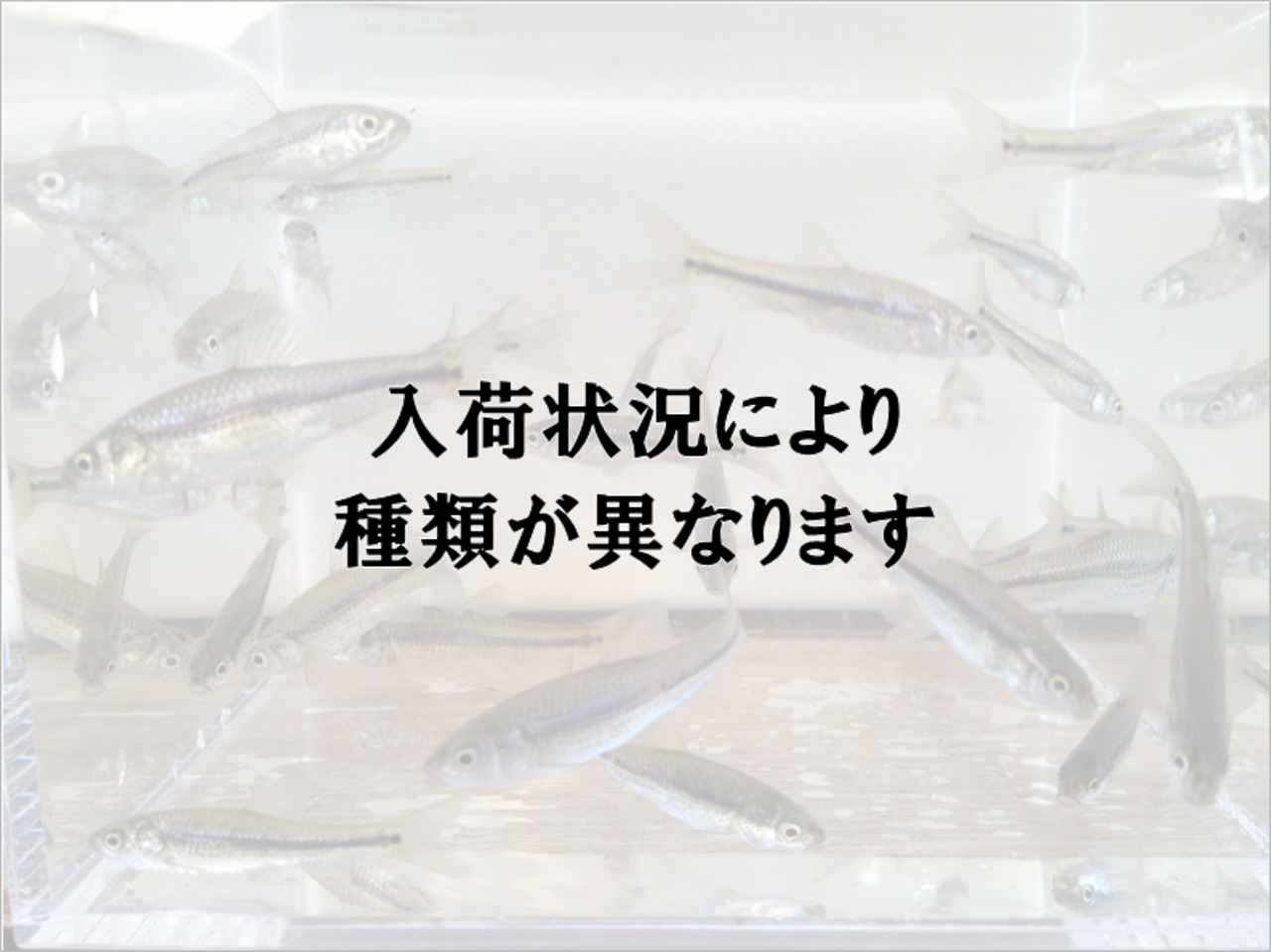 （淡水魚）川魚mix　（3〜9ｃｍ）（10匹）【生体】
