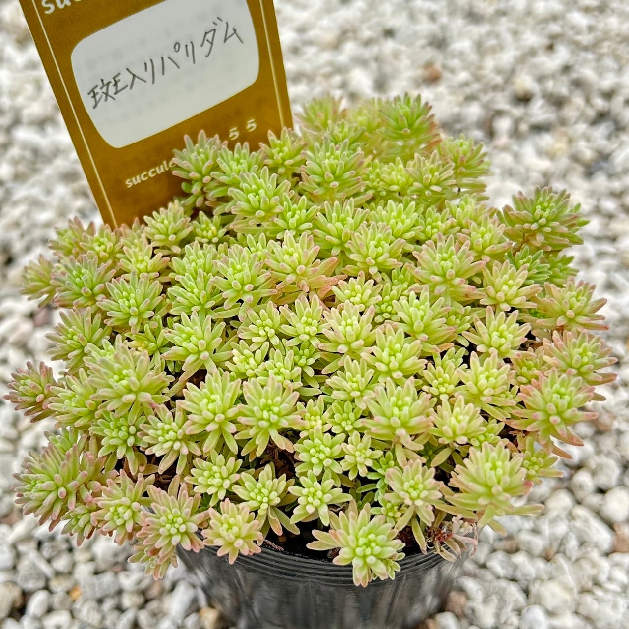 専用！多肉植物^o^  希少交配種　花うらら×達磨秀麗　小苗 ALL ITEM | Succulent 花うらら 〜多肉植物
