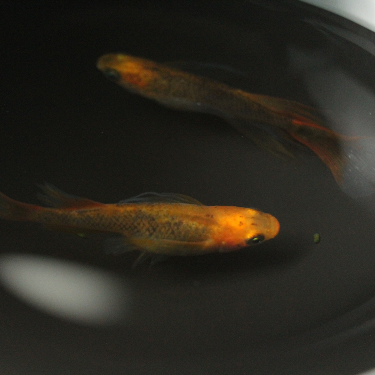 cbキング クリアブラウン松井ヒレナガ Lサイズ ペア 球磨メダカ牧場 cbキング クリアブラウン松井ヒレナガ Lサイズ ペア 球磨メダカ牧場